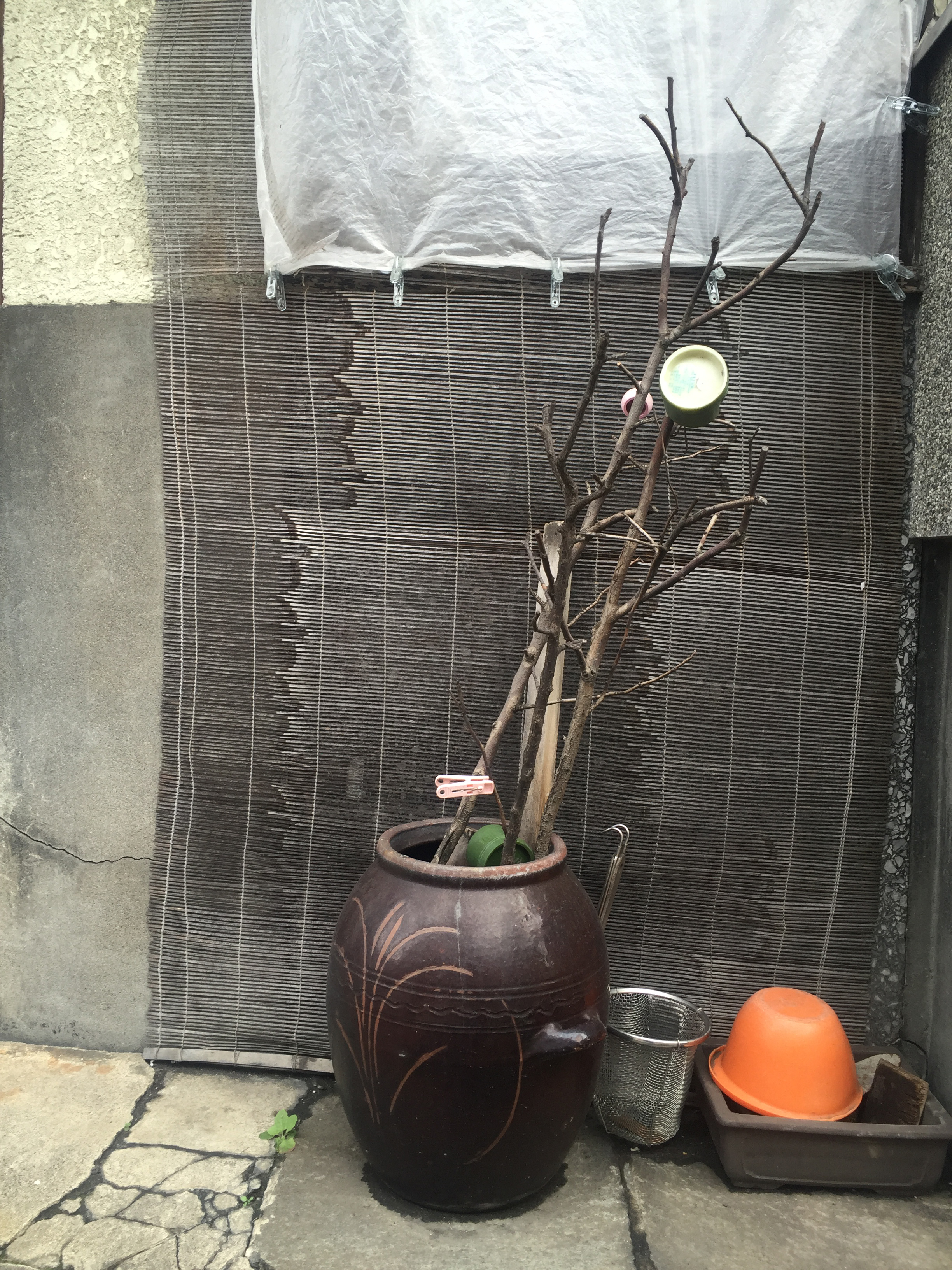Ikebana / Artist: Aleksandra Niemczyk