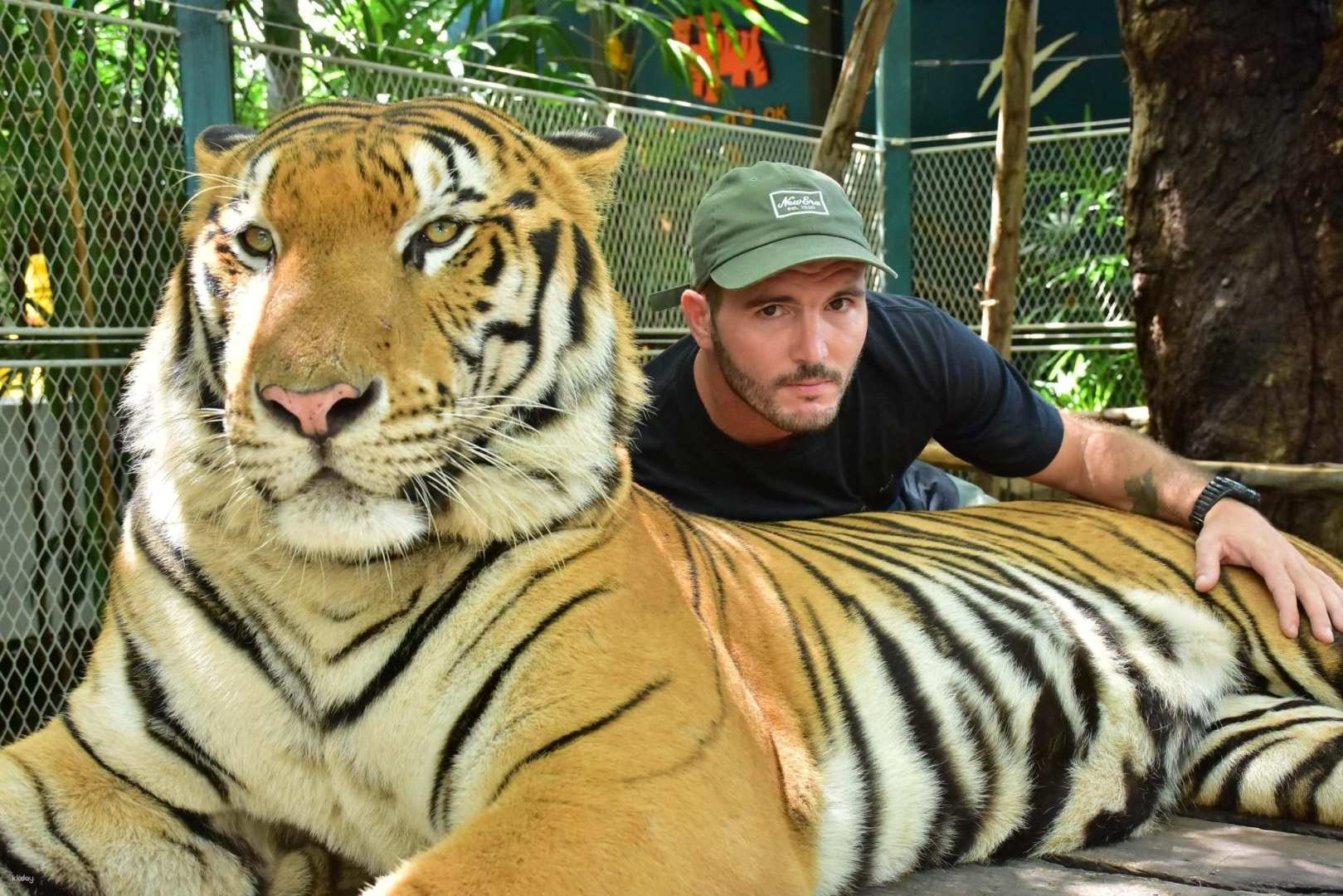 Tiger Park Pattaya Tickets