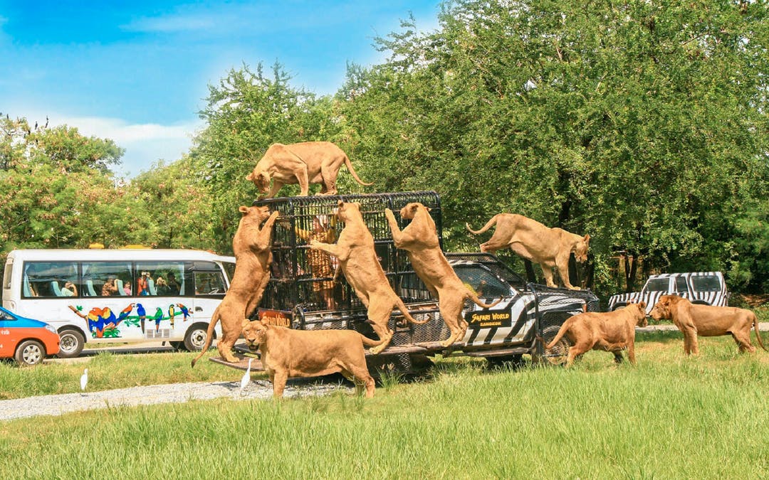 Safari World Bangkok Tickets