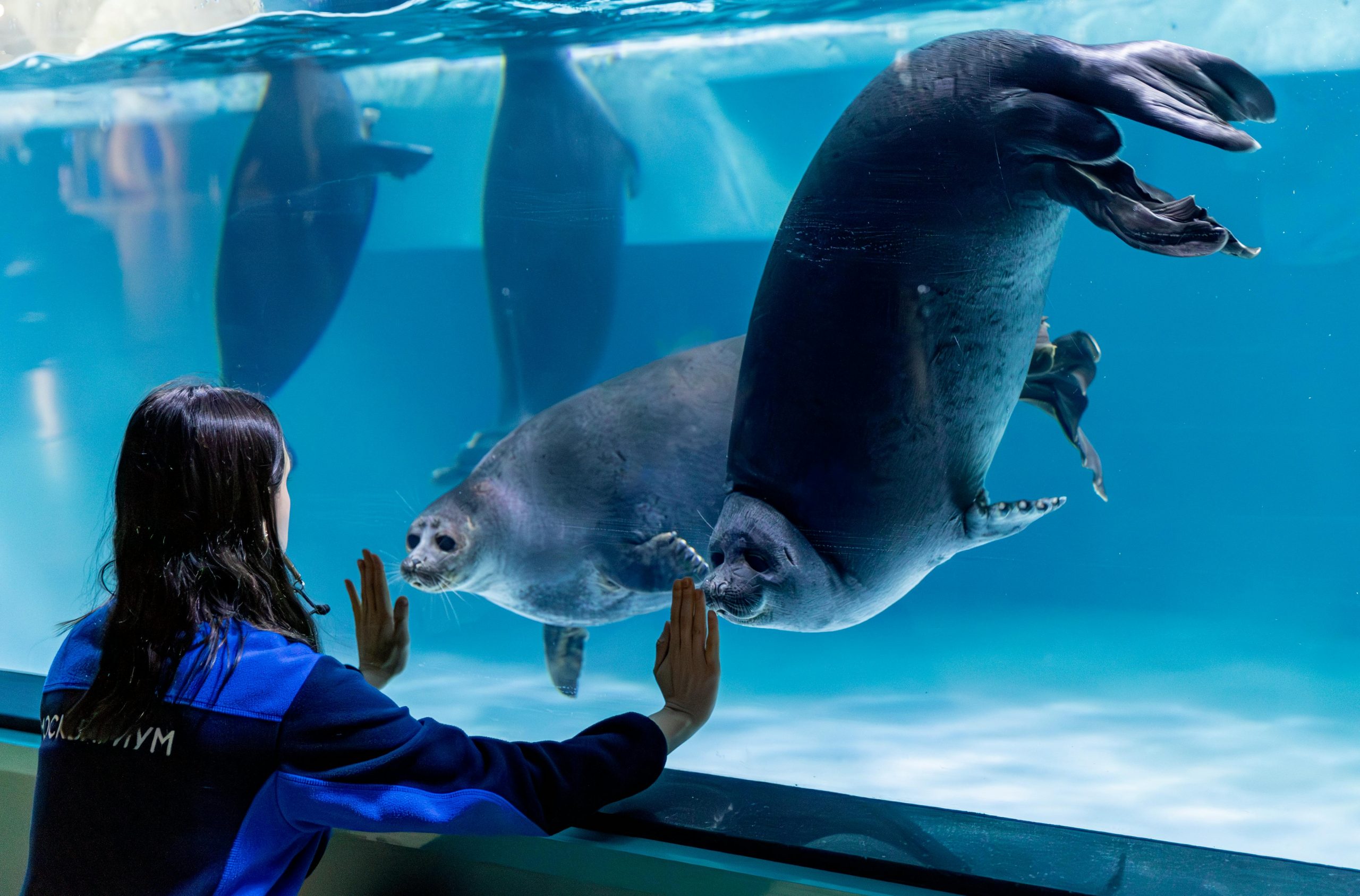 Dubai Aquarium & Underwater Zoo Tickets