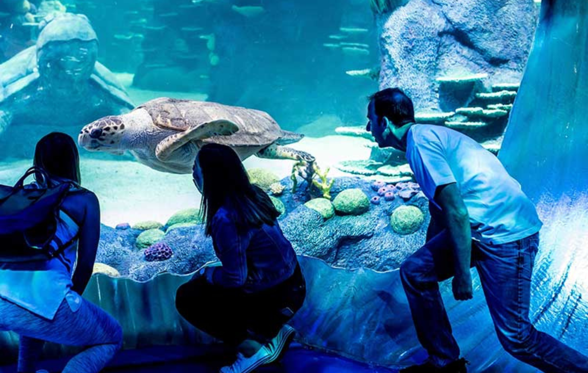 Dubai Aquarium & Underwater Zoo Tickets
