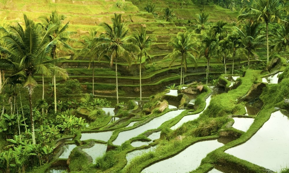 2025/26 Essence of Bali
