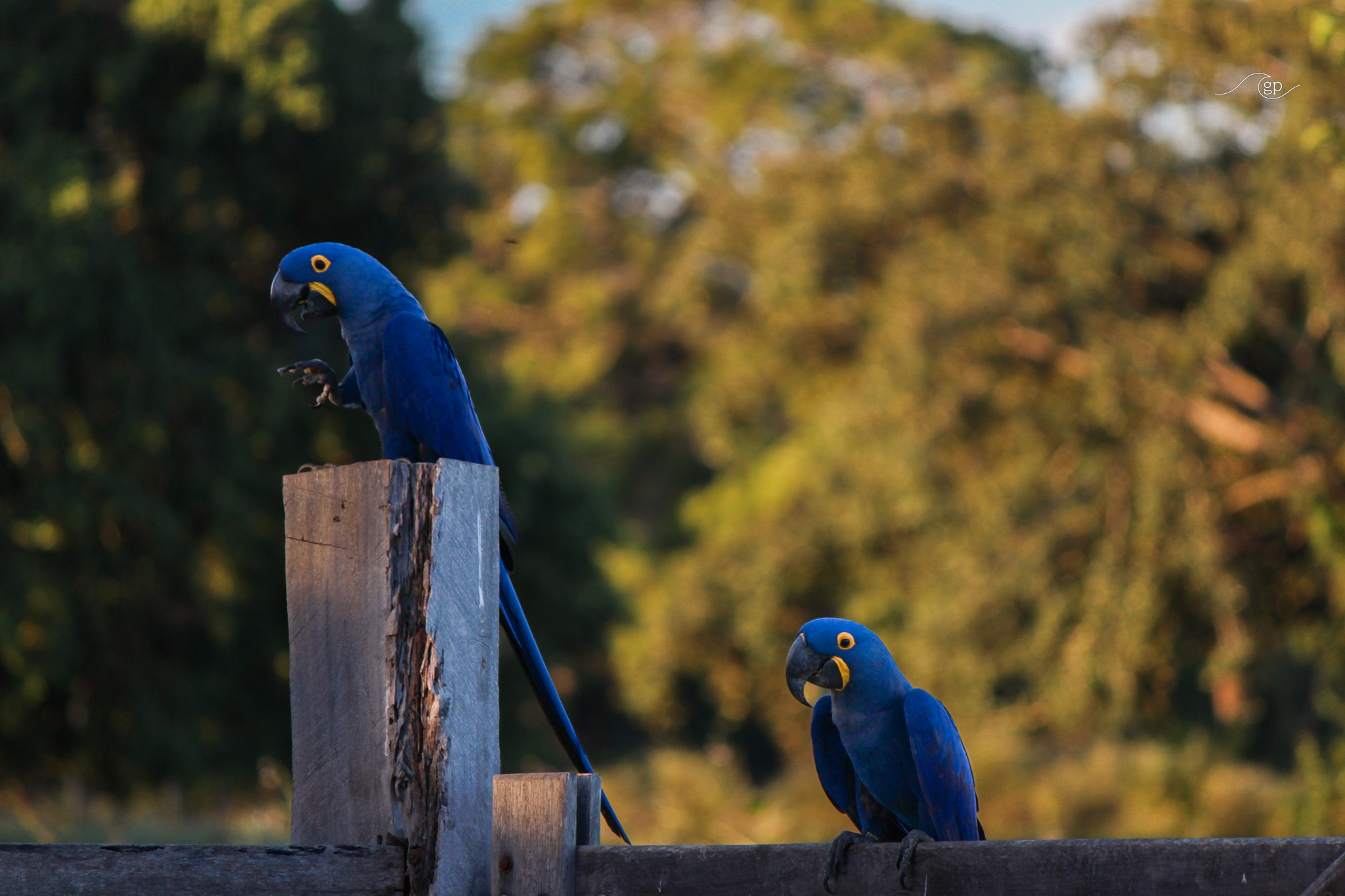 Beautiful Blue Macaws 