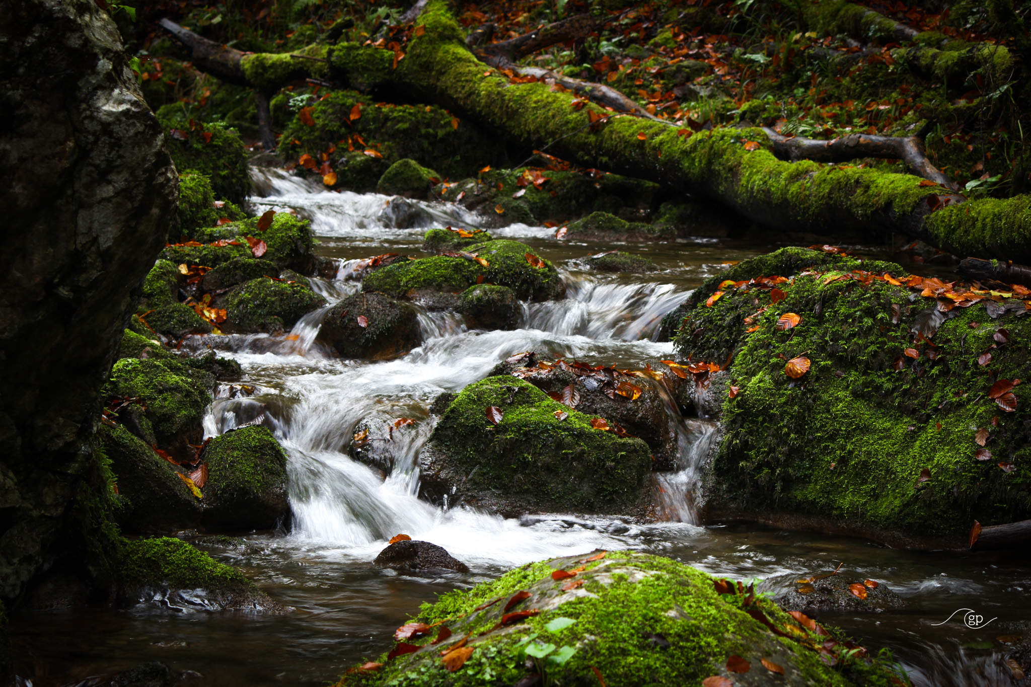 Spain's Secret Forest 