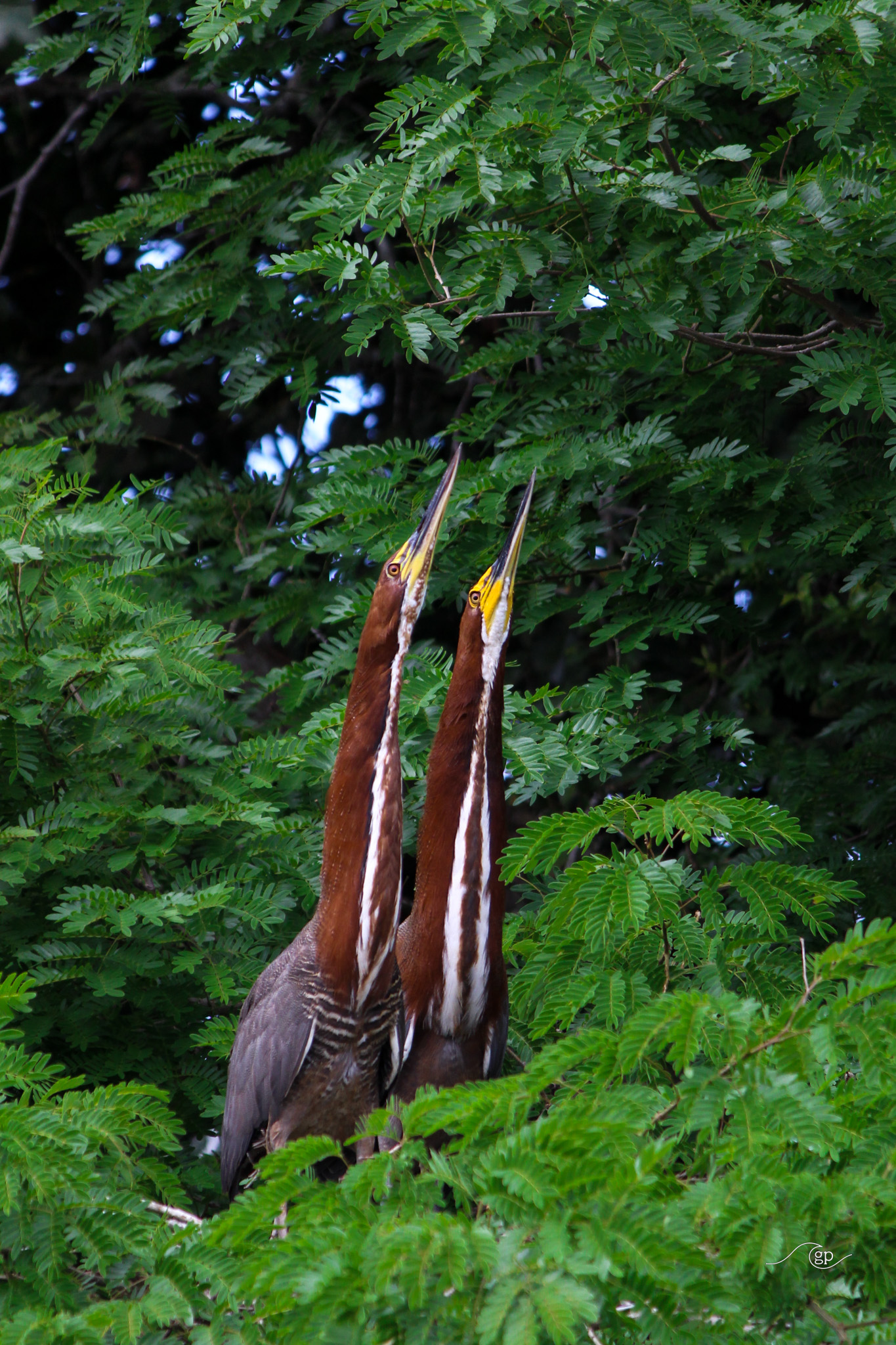Tiger Heron Couple 