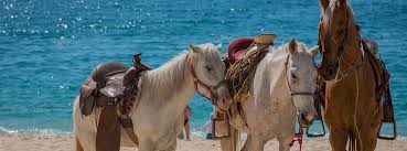 ¡Paseos a Caballo en Punta Cana: Descubre el Paraíso a Galope!