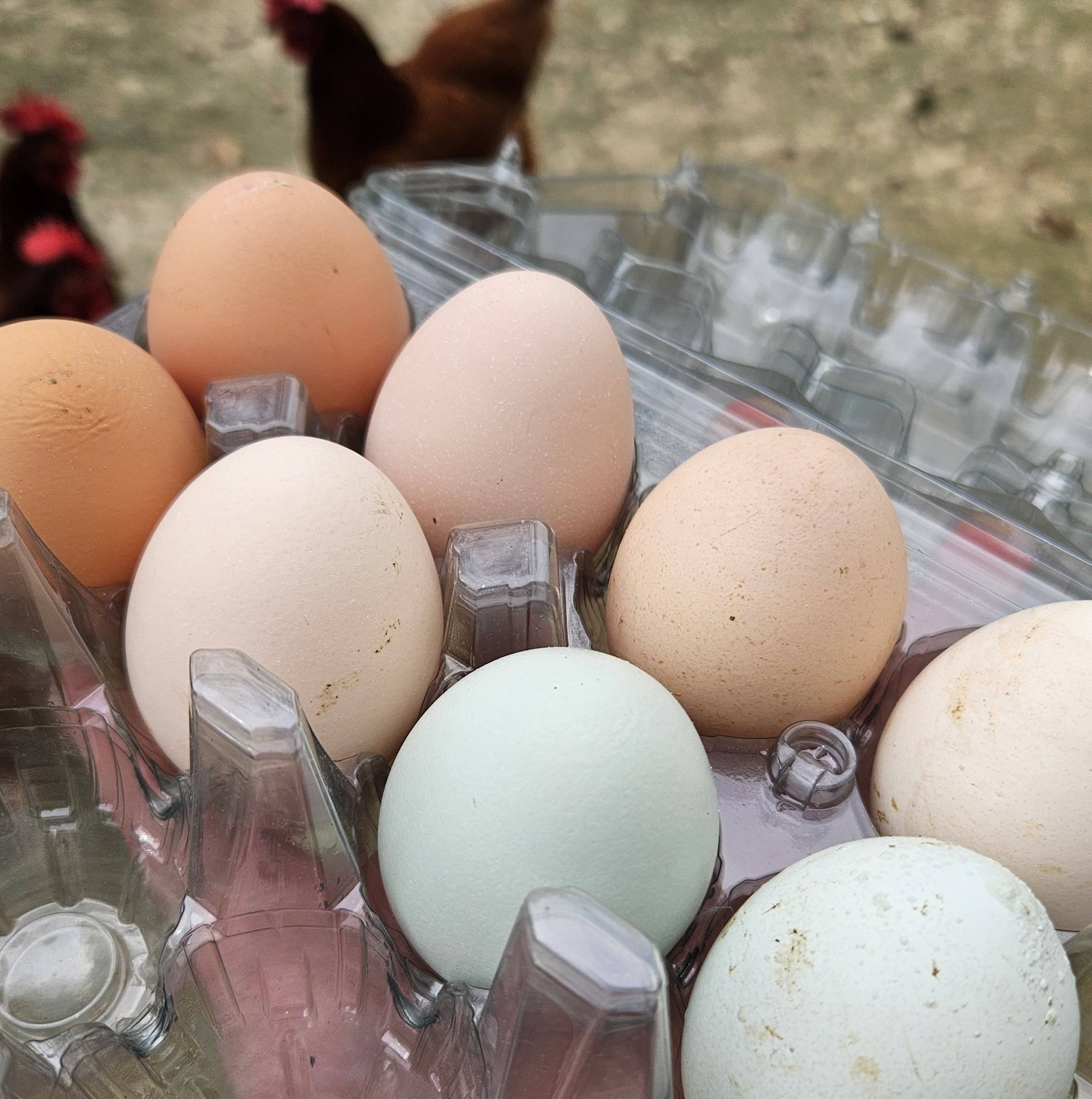Farm Fresh Eggs