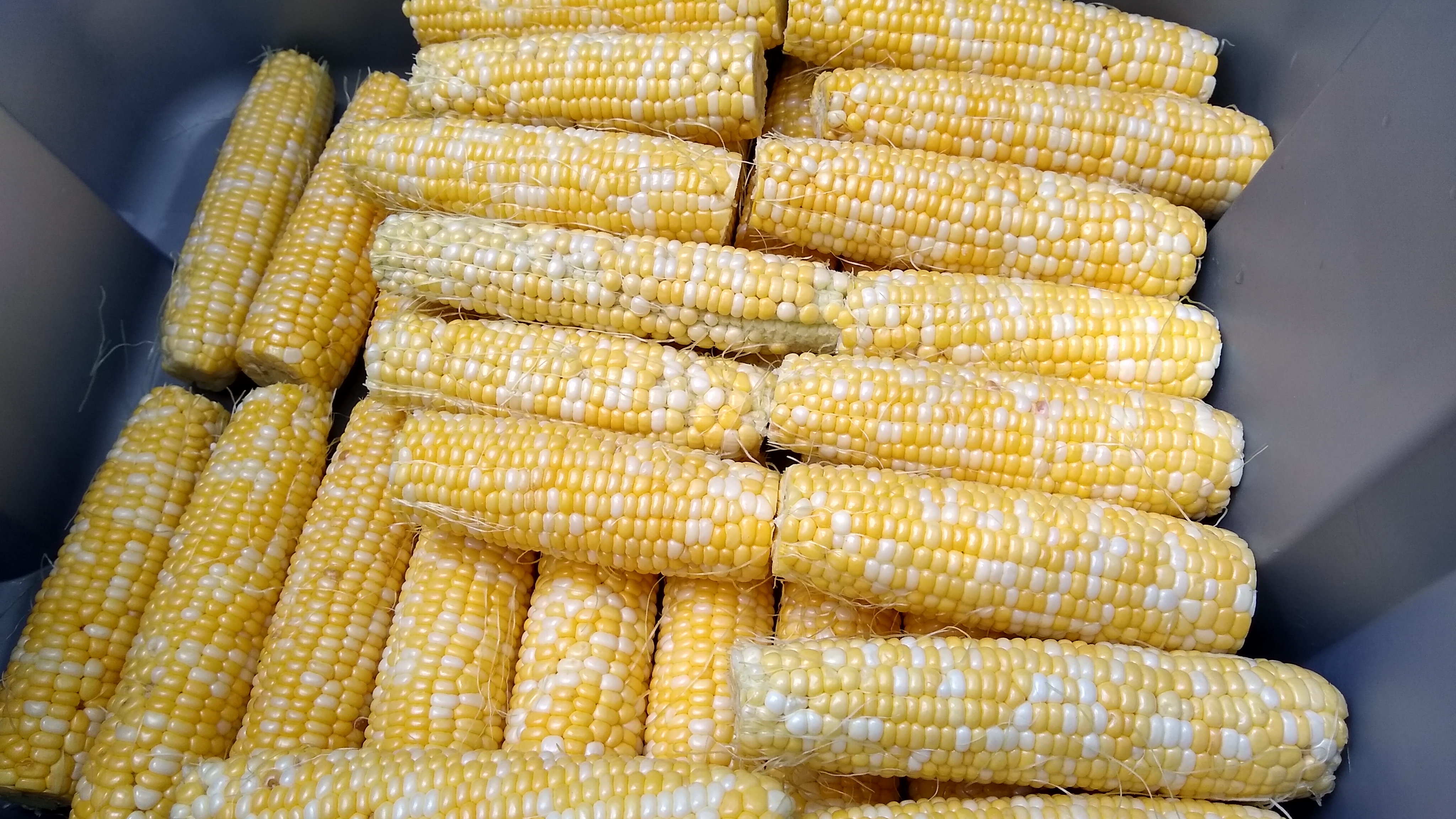 Sweet Corn