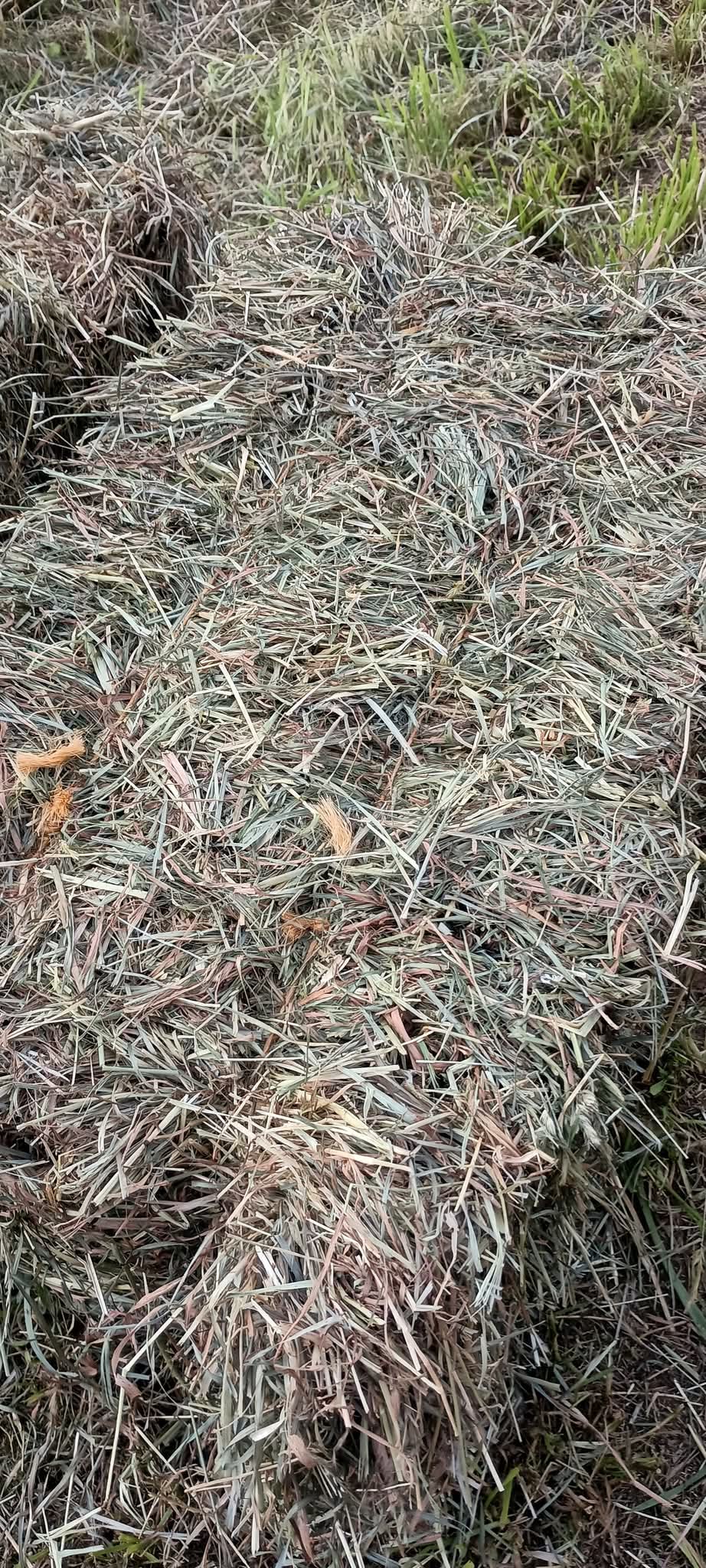 Orchard Grass