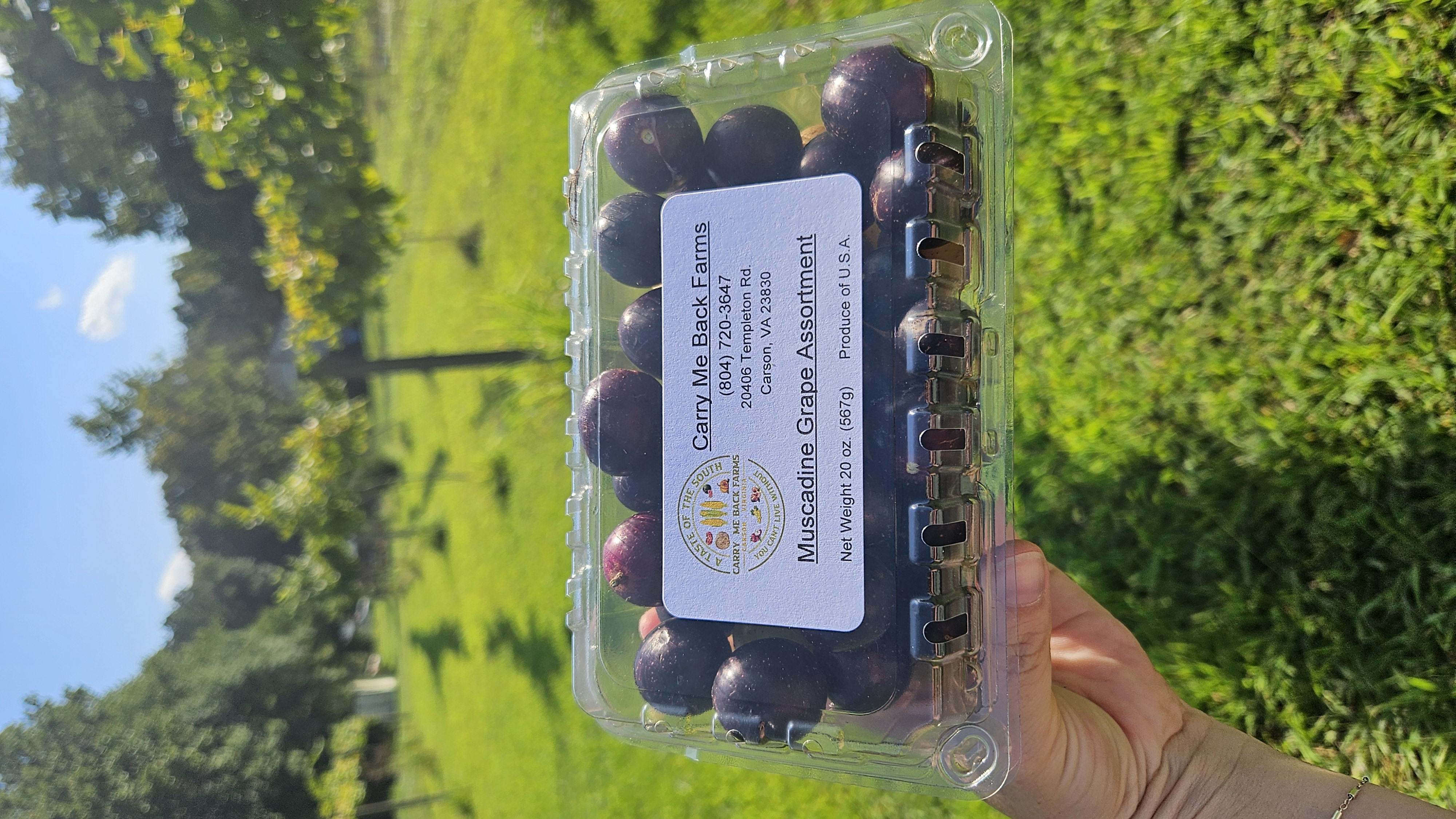 Muscadine Grapes