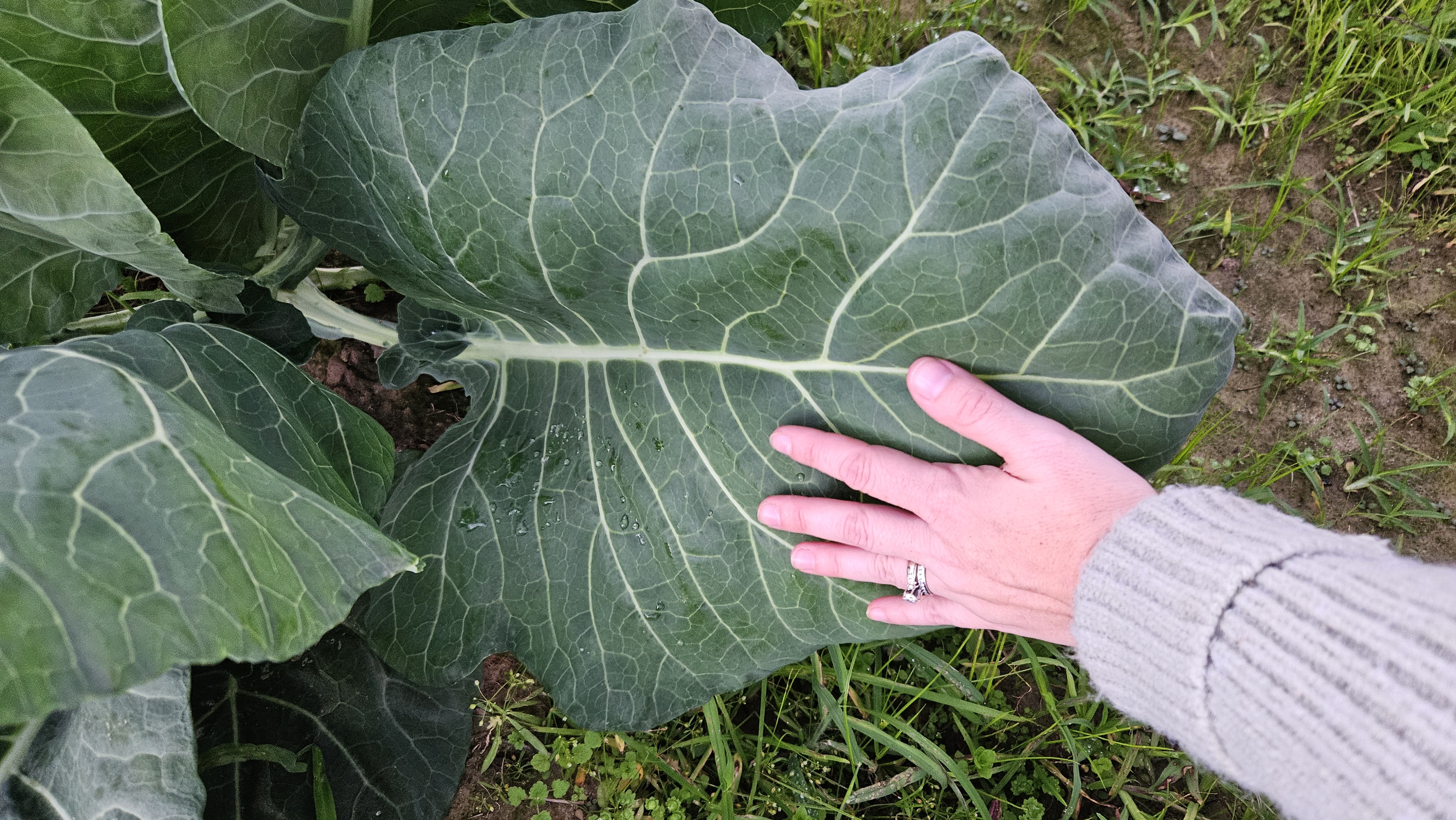 Collards