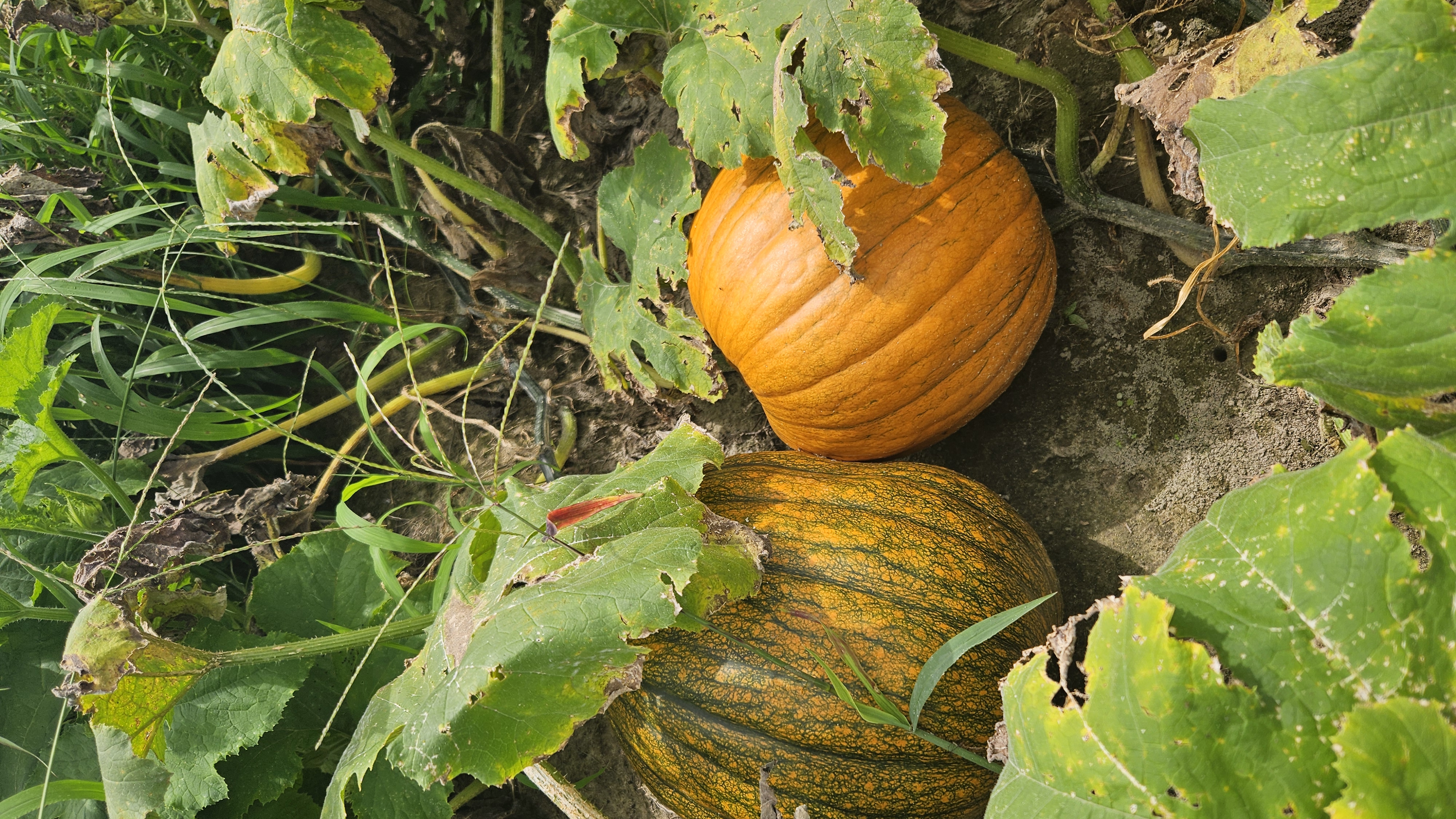Pumpkins