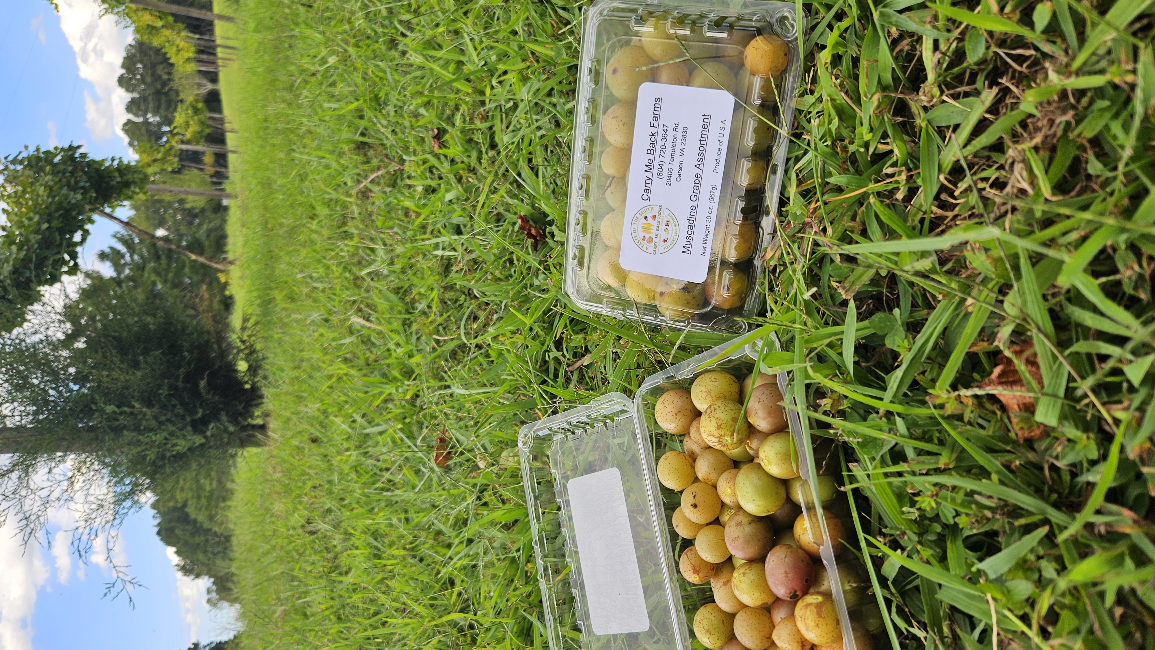 Muscadine Grapes