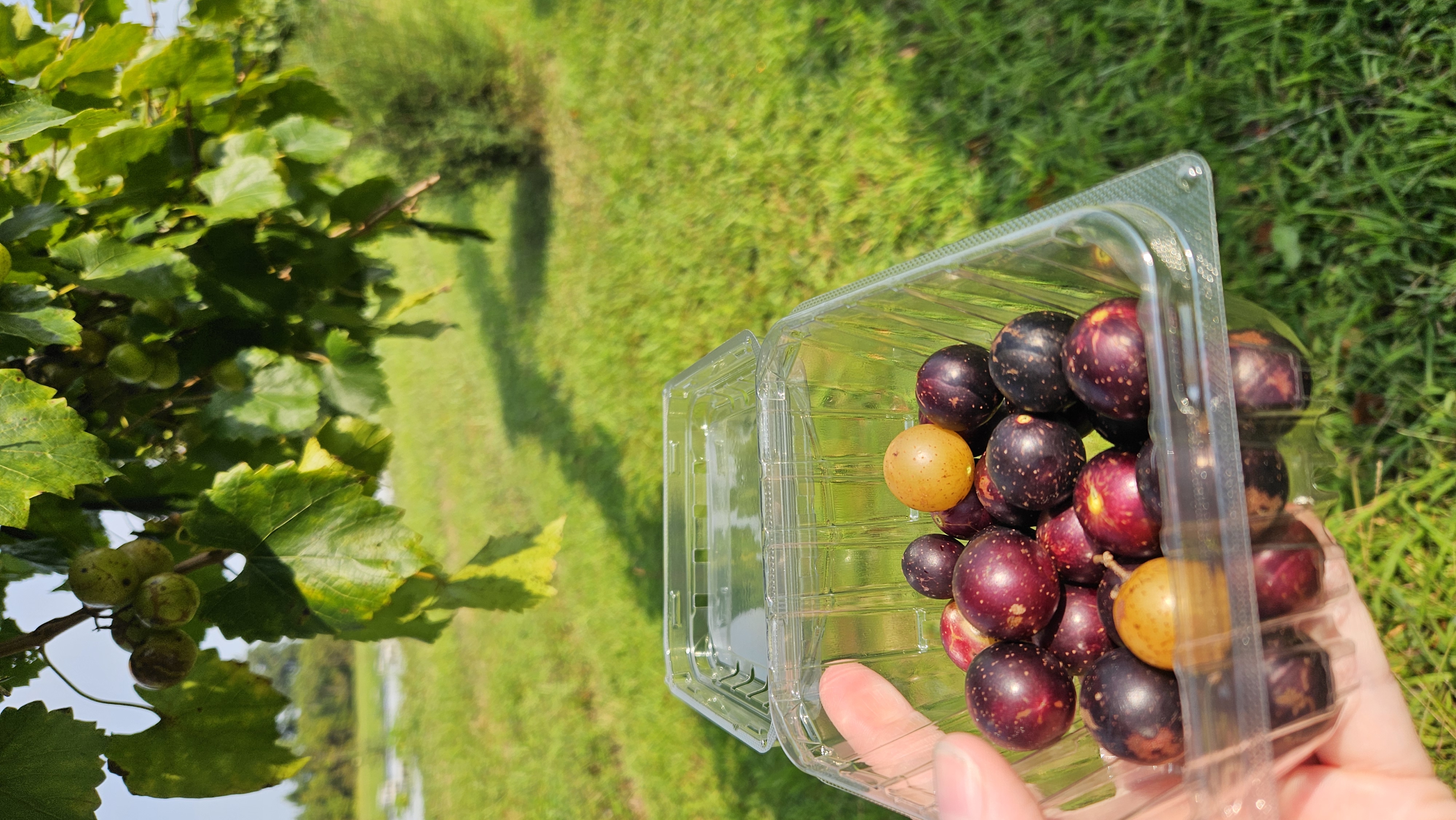 Muscadine Grapes