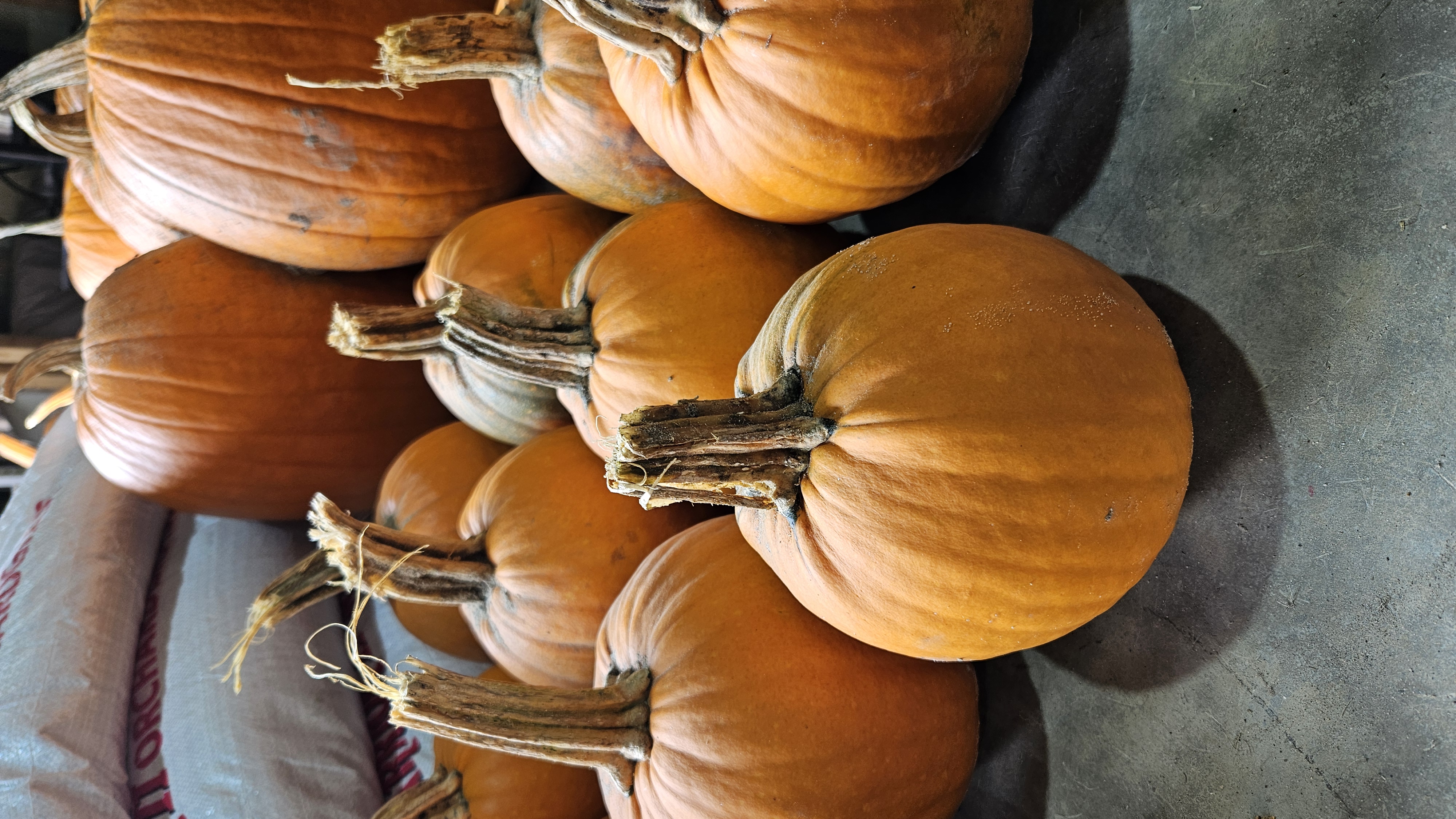 Pumpkins