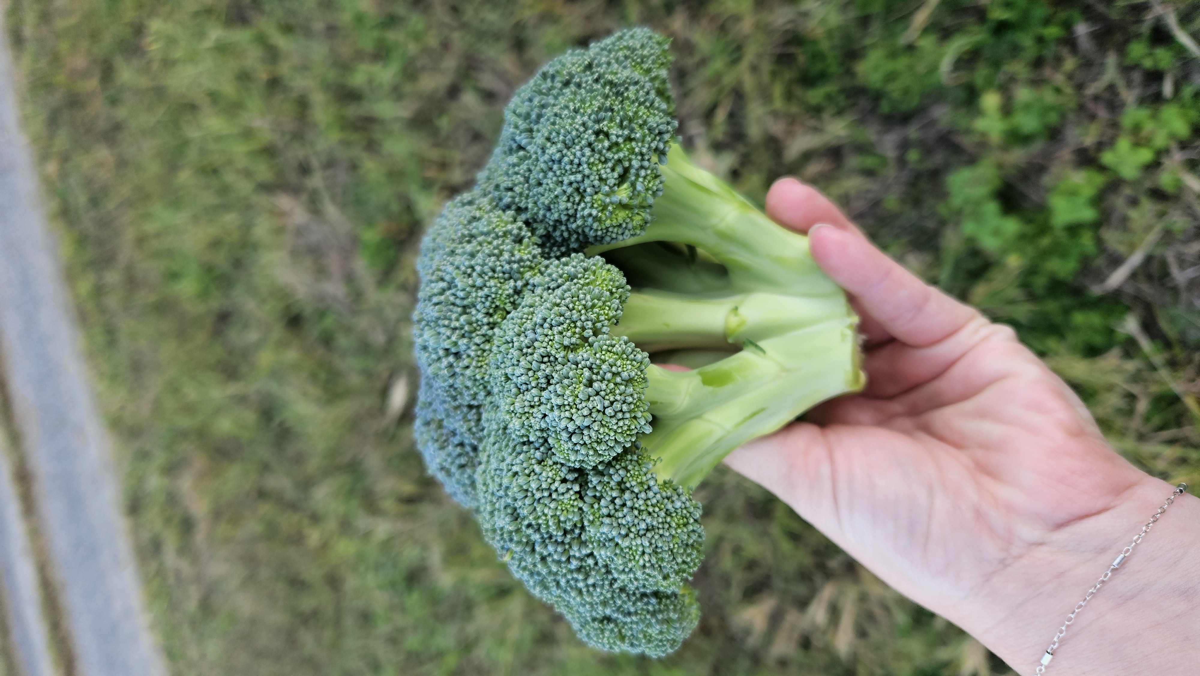 Broccoli