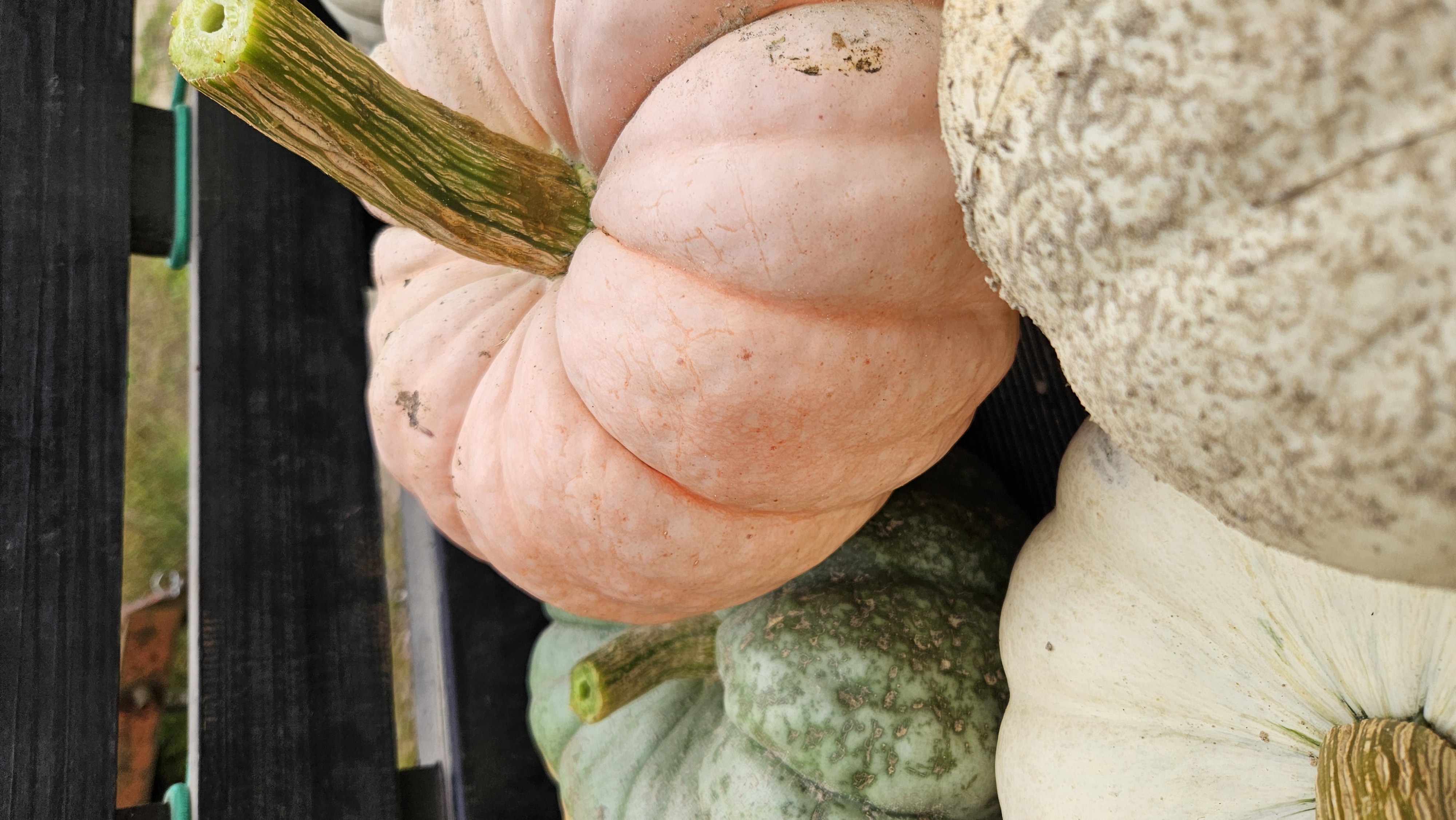 Pumpkins