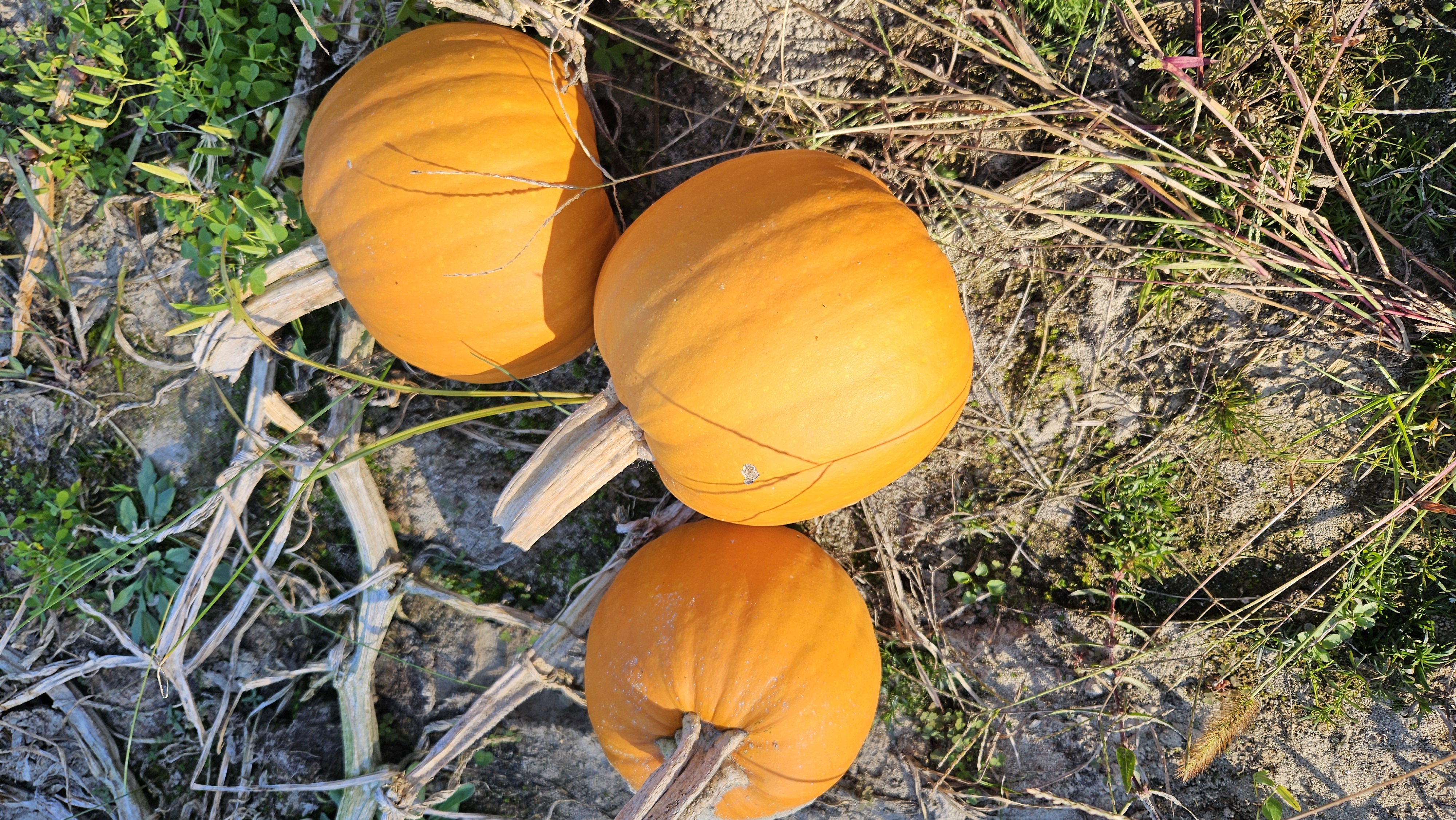 Pumpkins