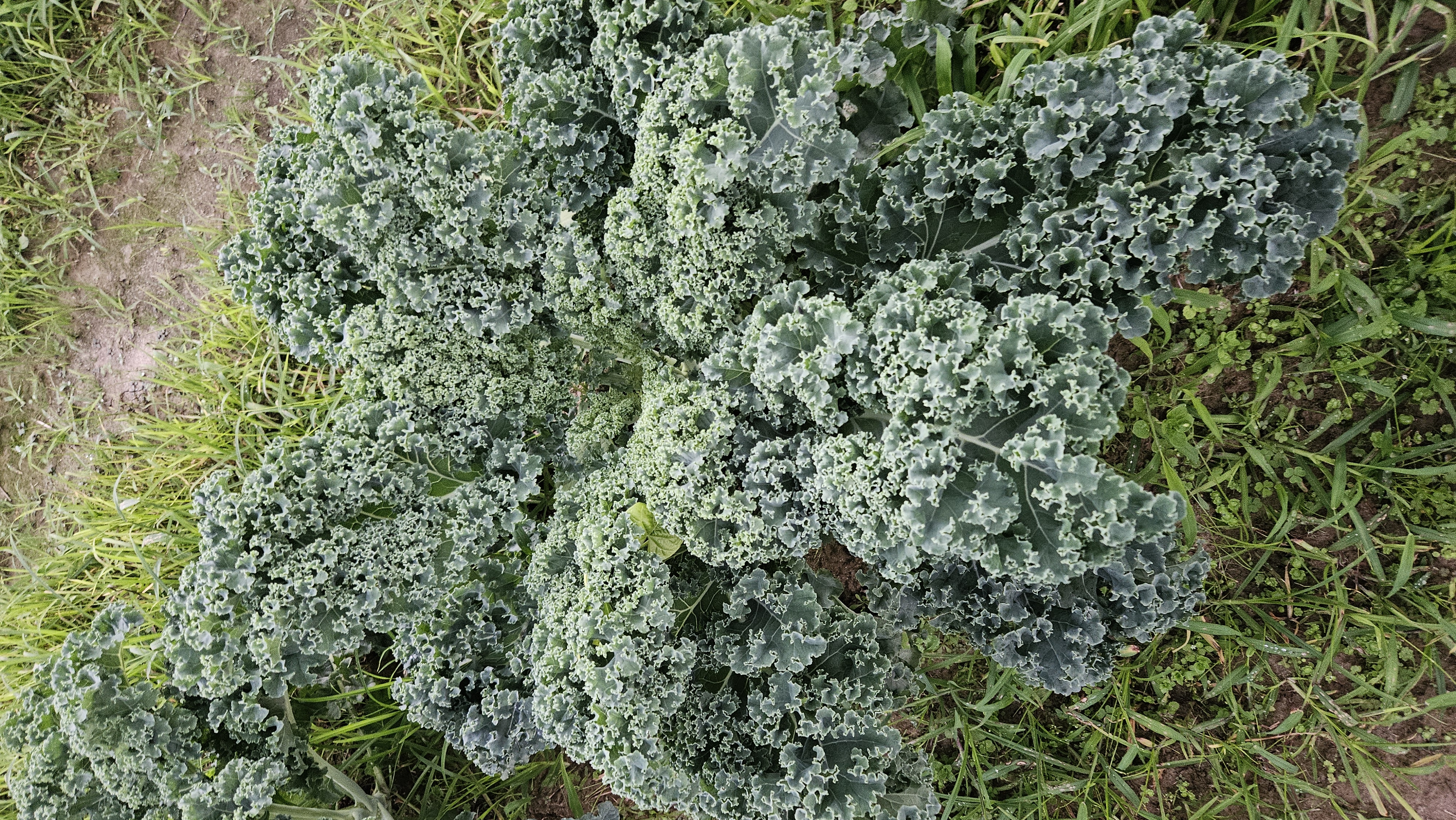 Curly Kale