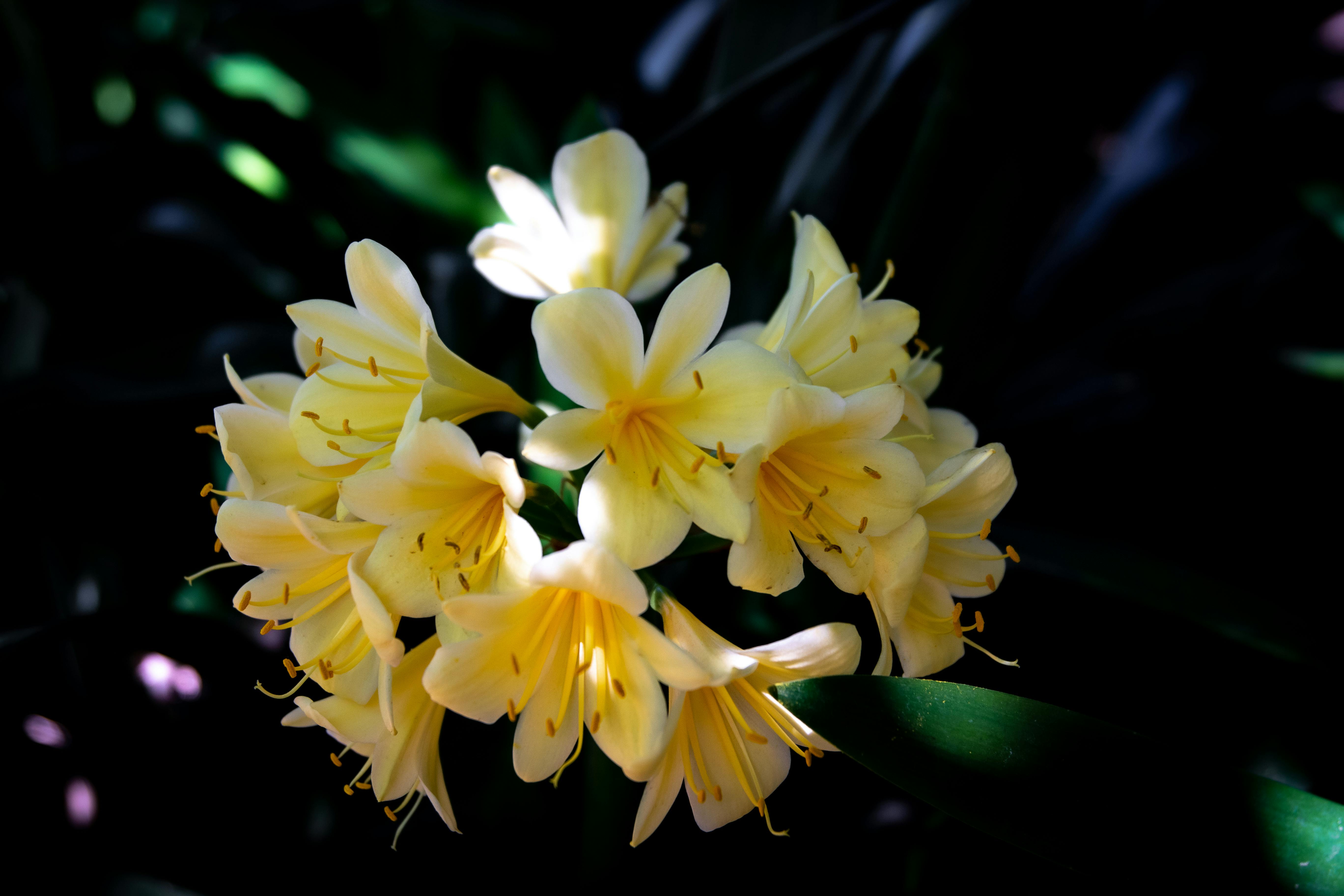 Clivia Miniata Yellow