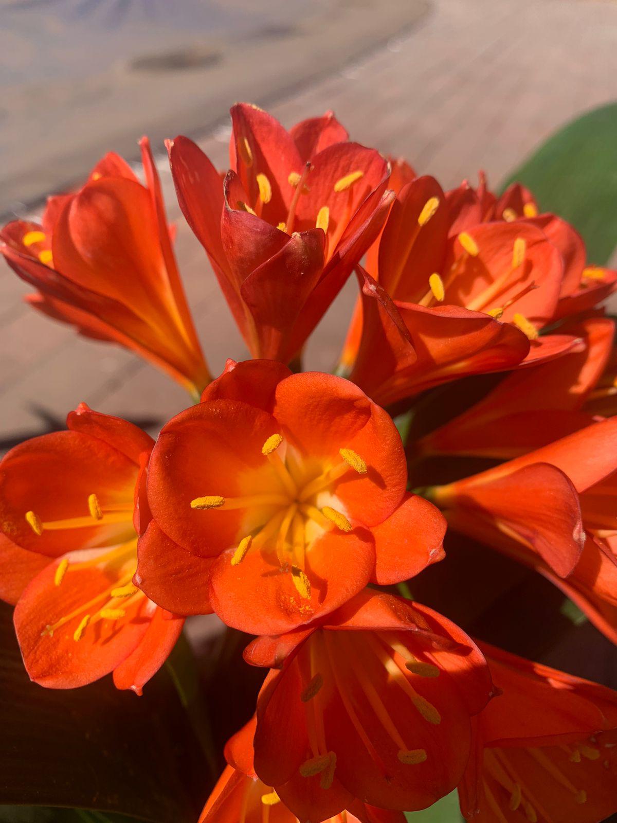 Clivia Miniata Belgium Bronze Broadleaf