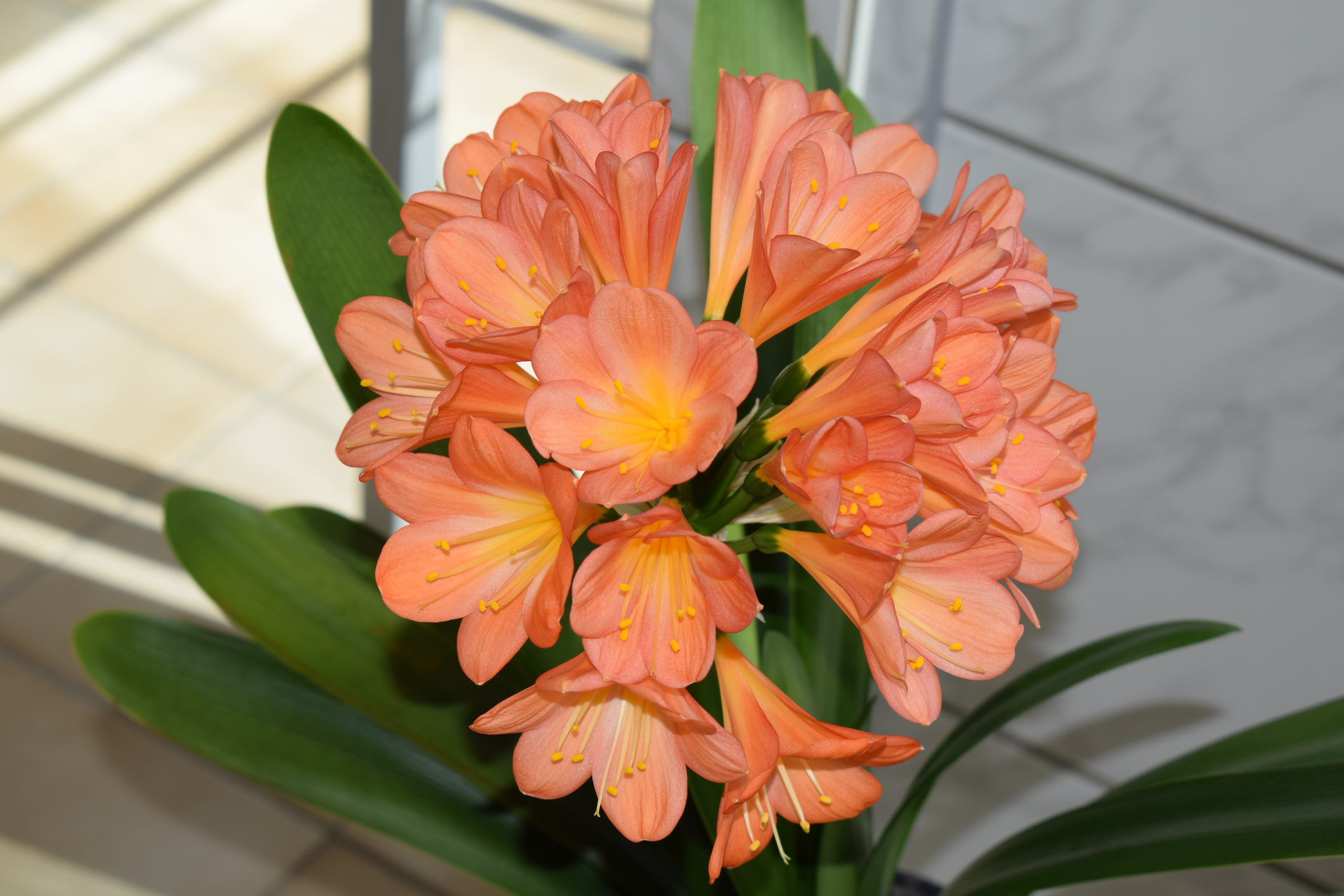 Clivia Tipperary Peach