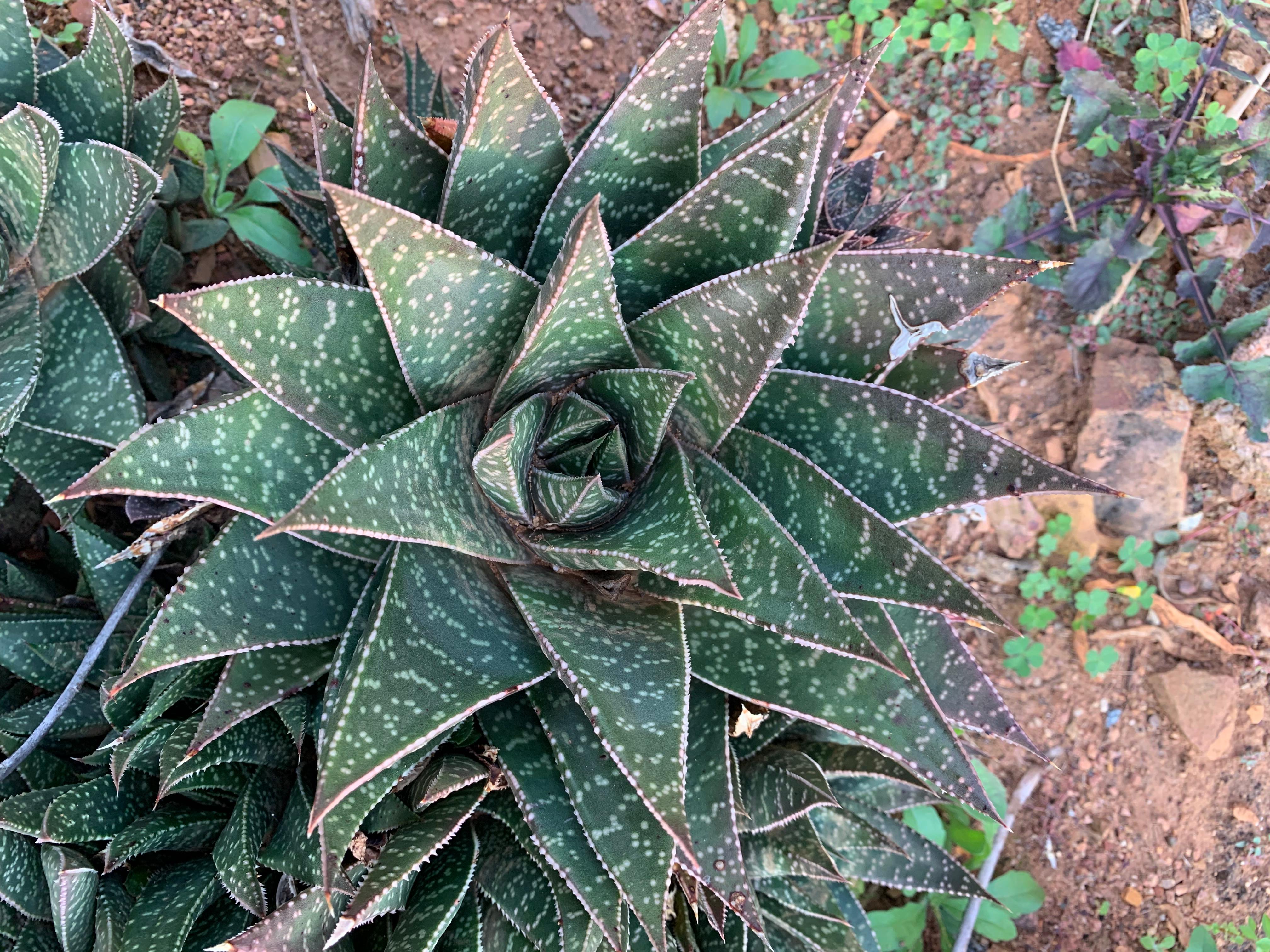 Gasteria aveo