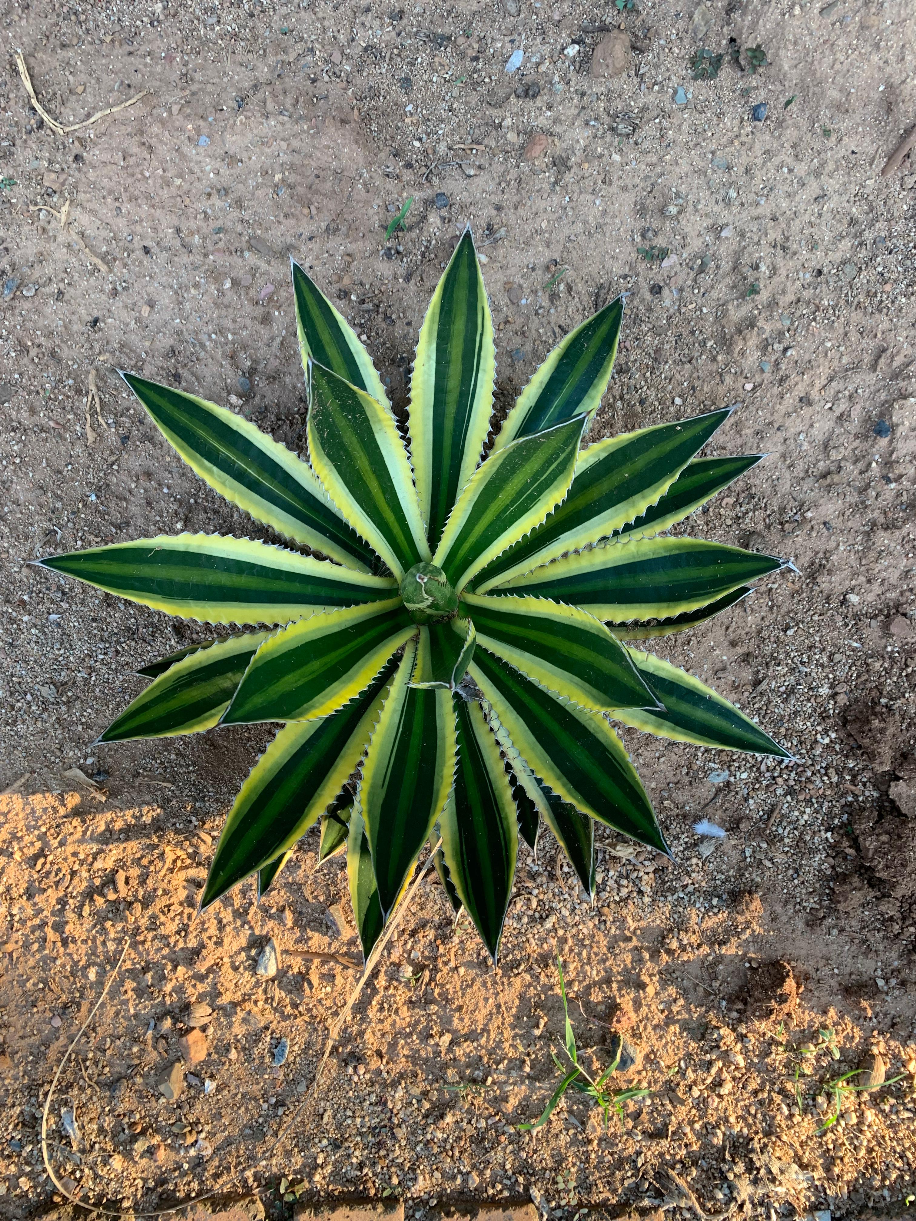 Agave lophantha Quadricolour 'Springbokkie' 