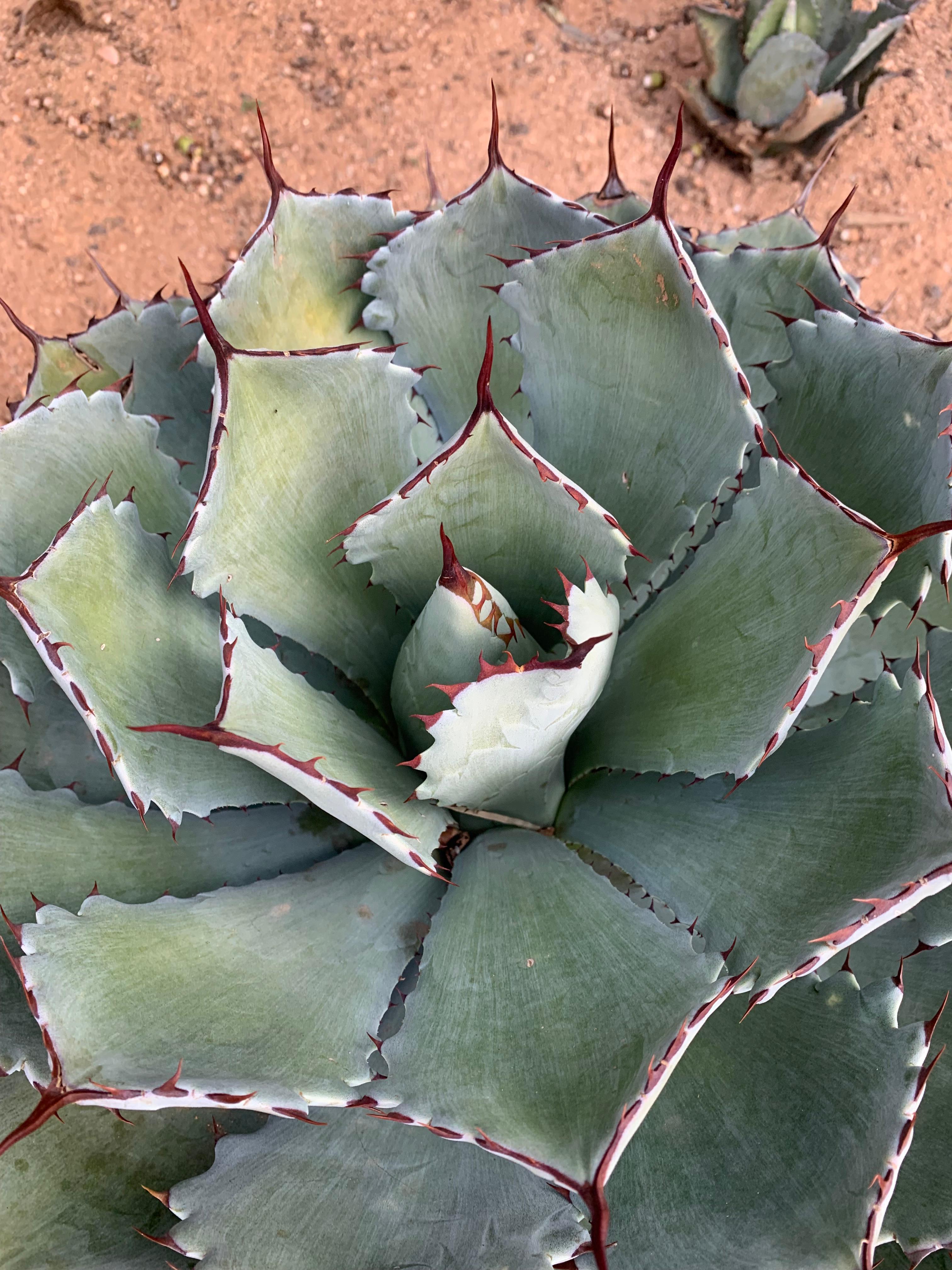 Agave Potatorum 'Butterfly Agave' 