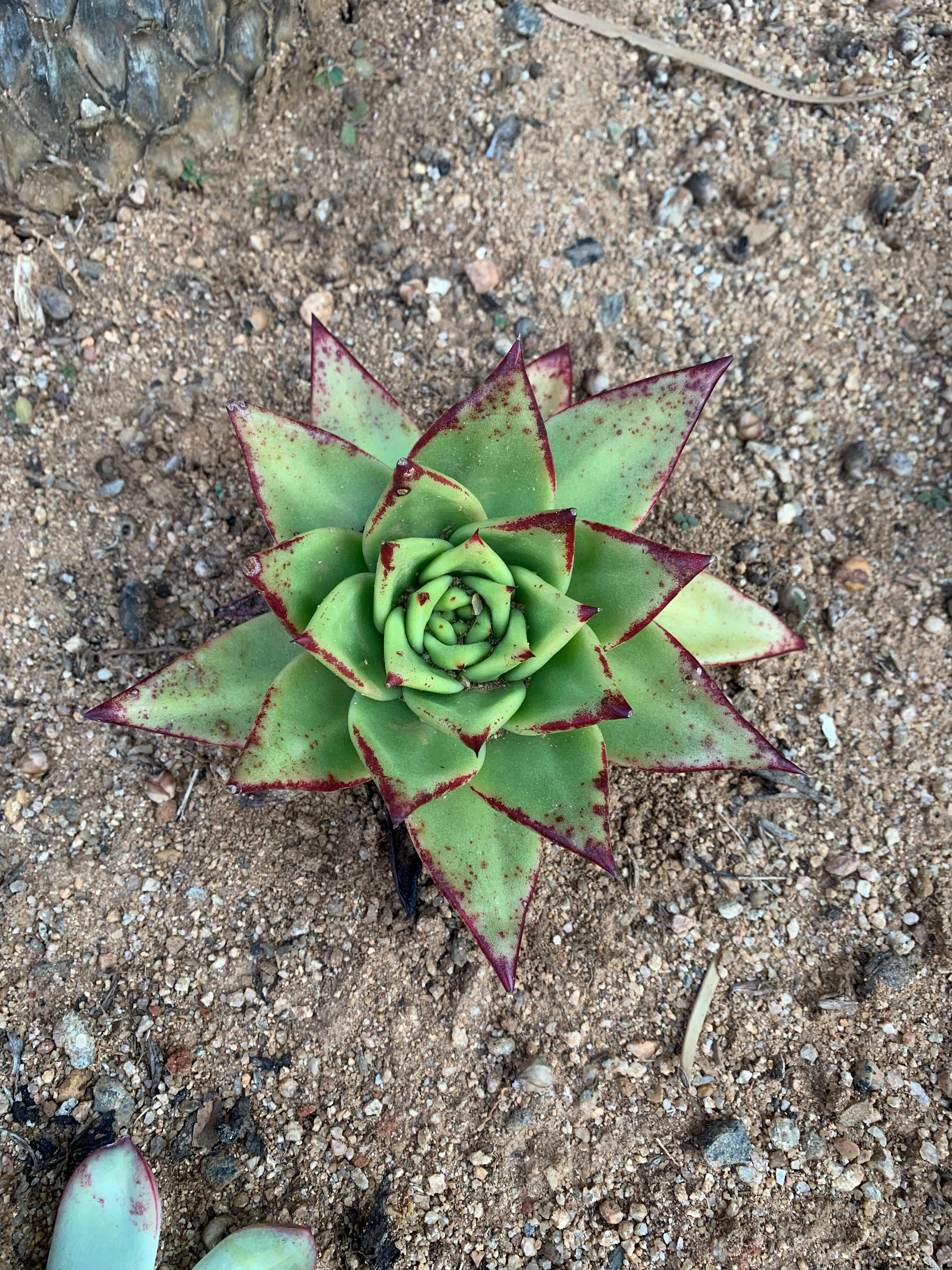 Echevaria agavoides 'Red Lips'