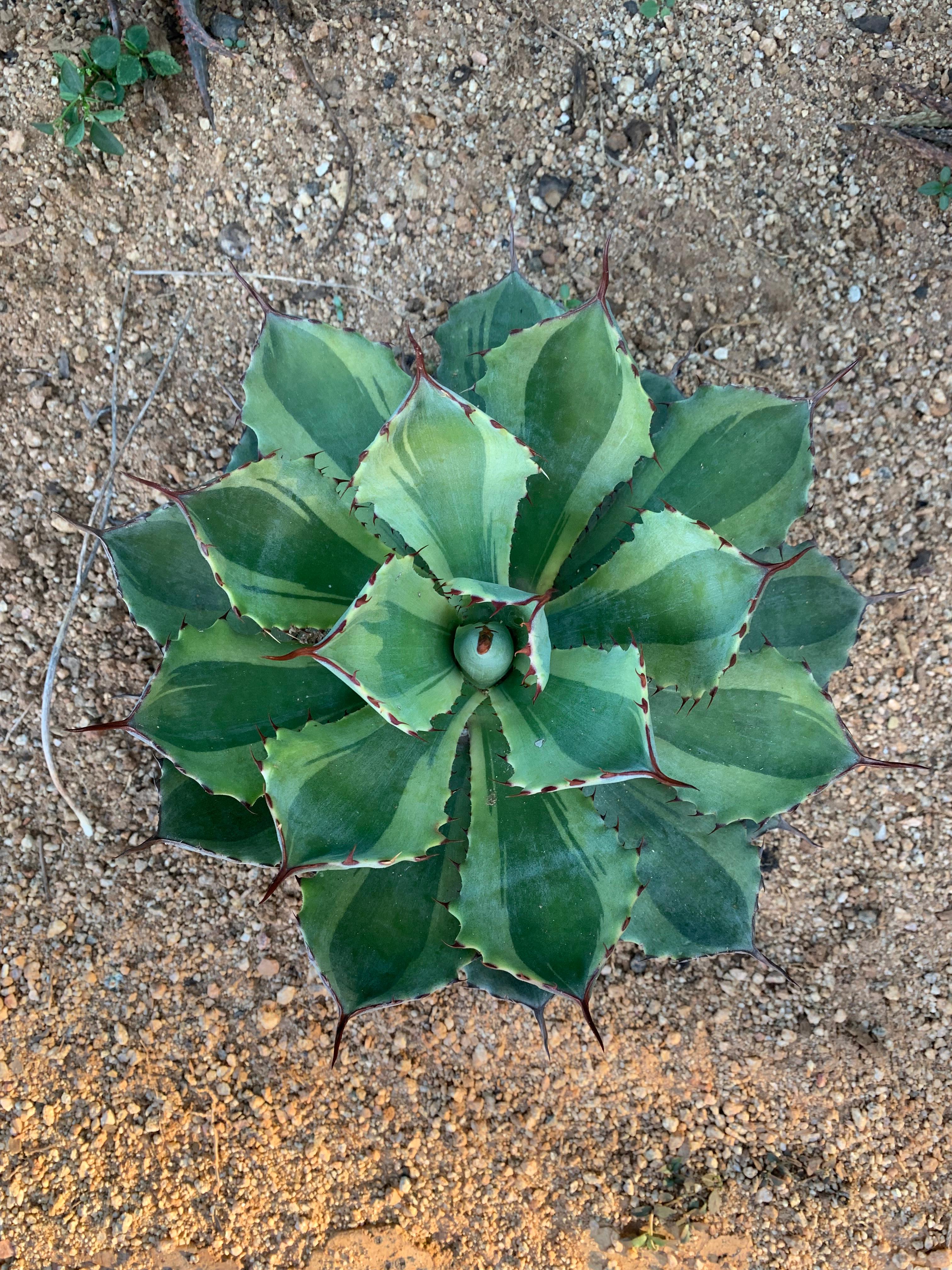 Agave Potatorum 'Butterfly Agave' variegated