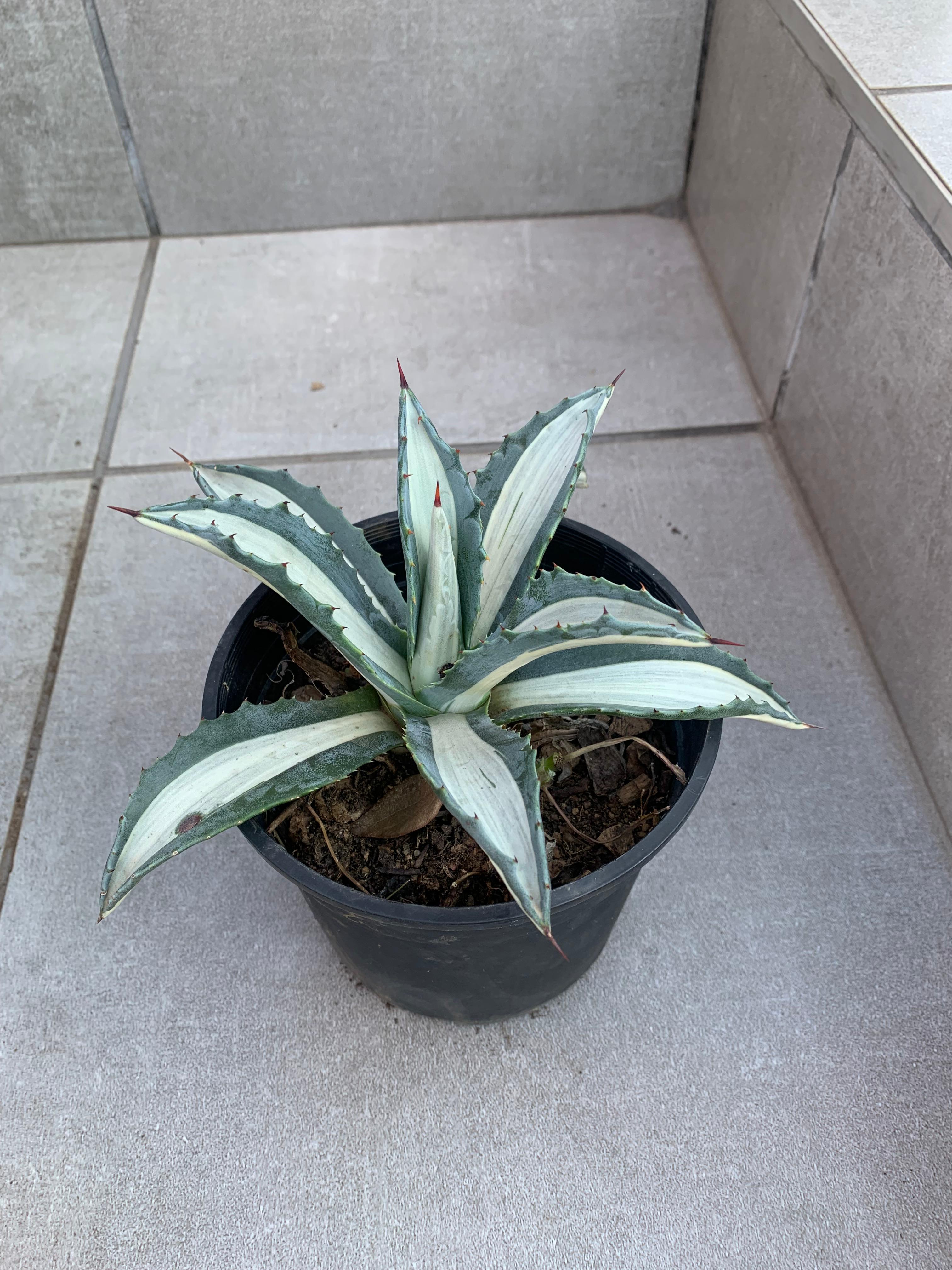 Agave americana ‘Mediopicta Alba’ 