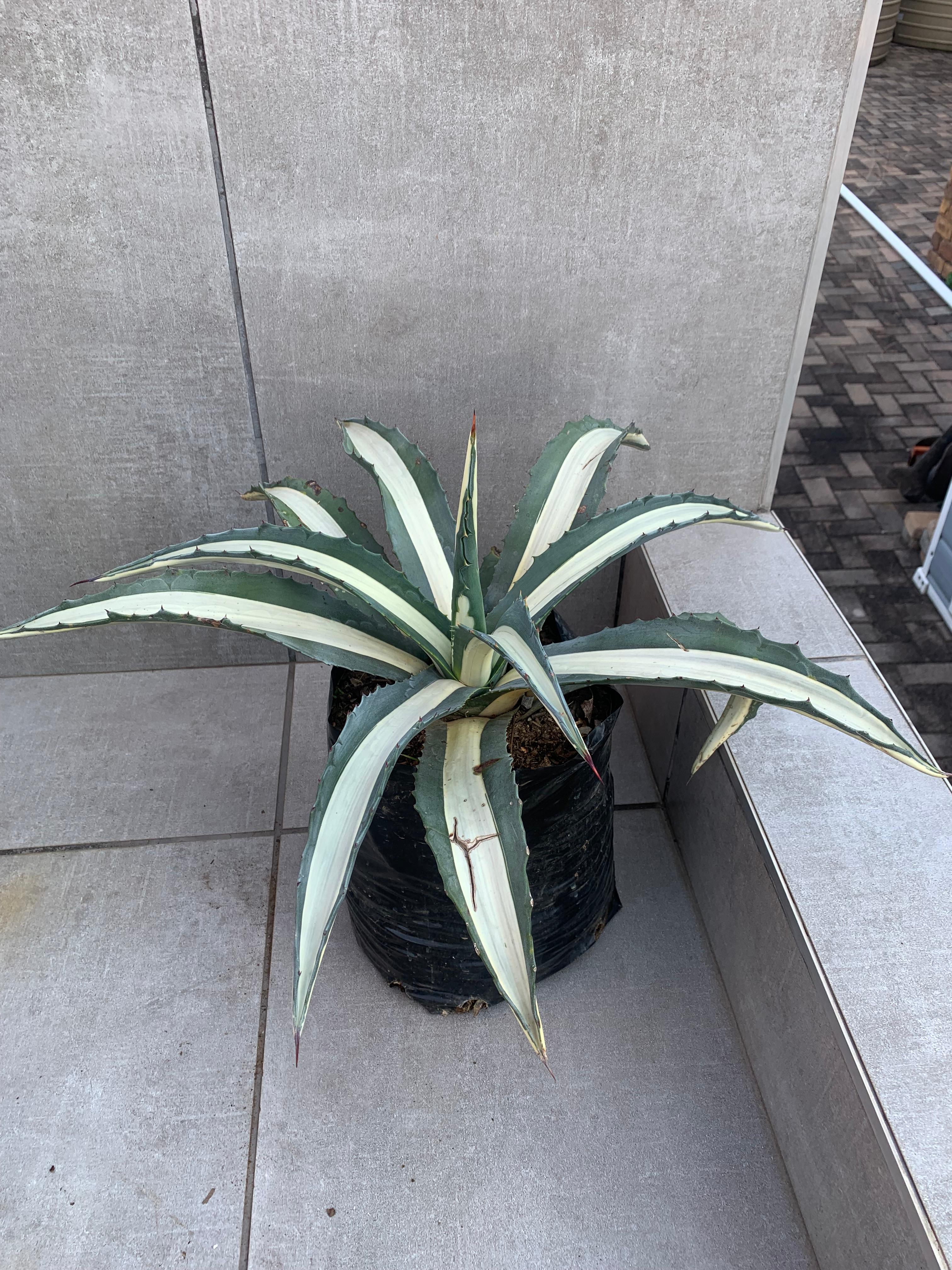Agave americana ‘Mediopicta Alba’ 