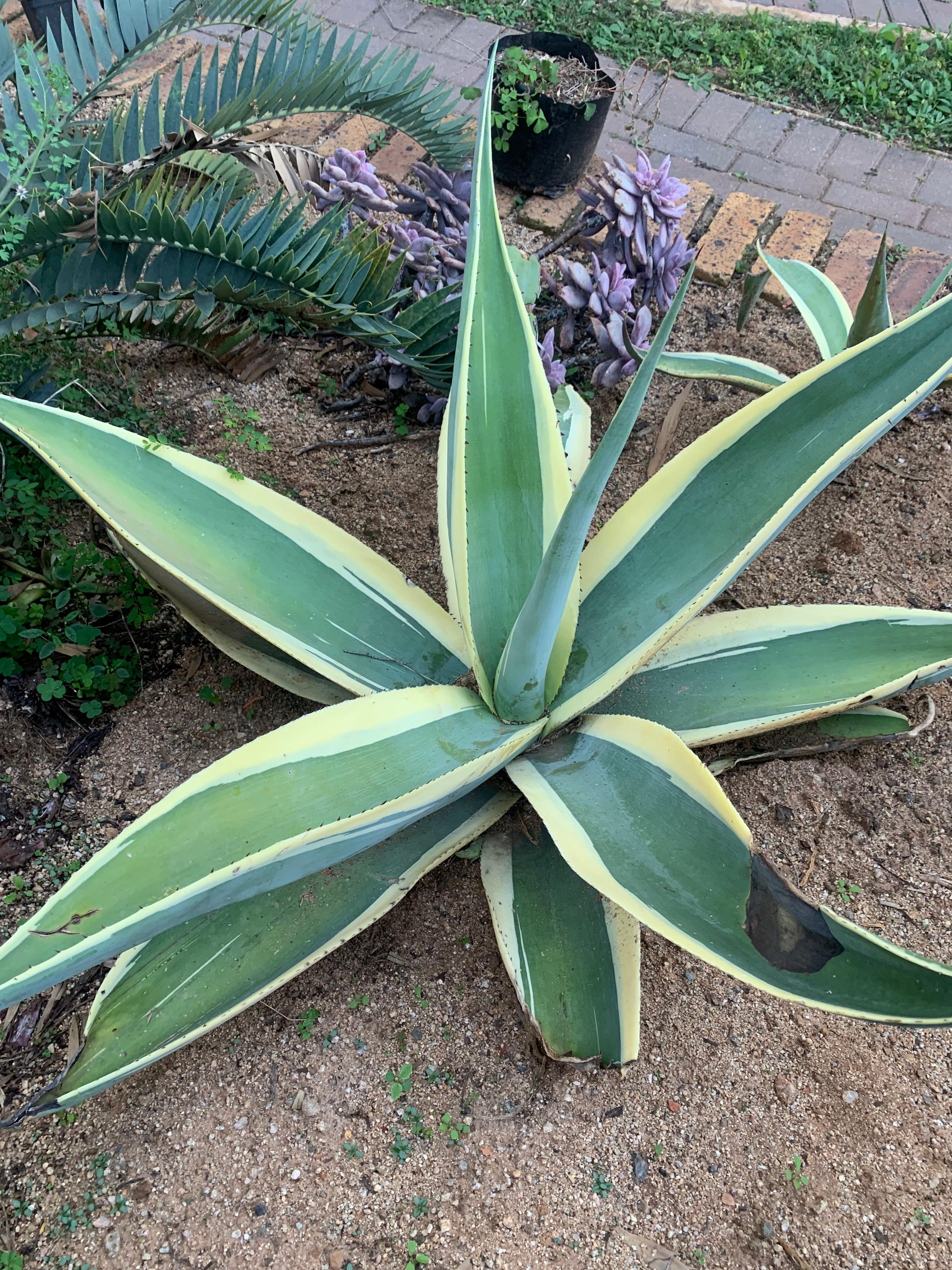 Agave guiengola 'Crème Brûlée' 