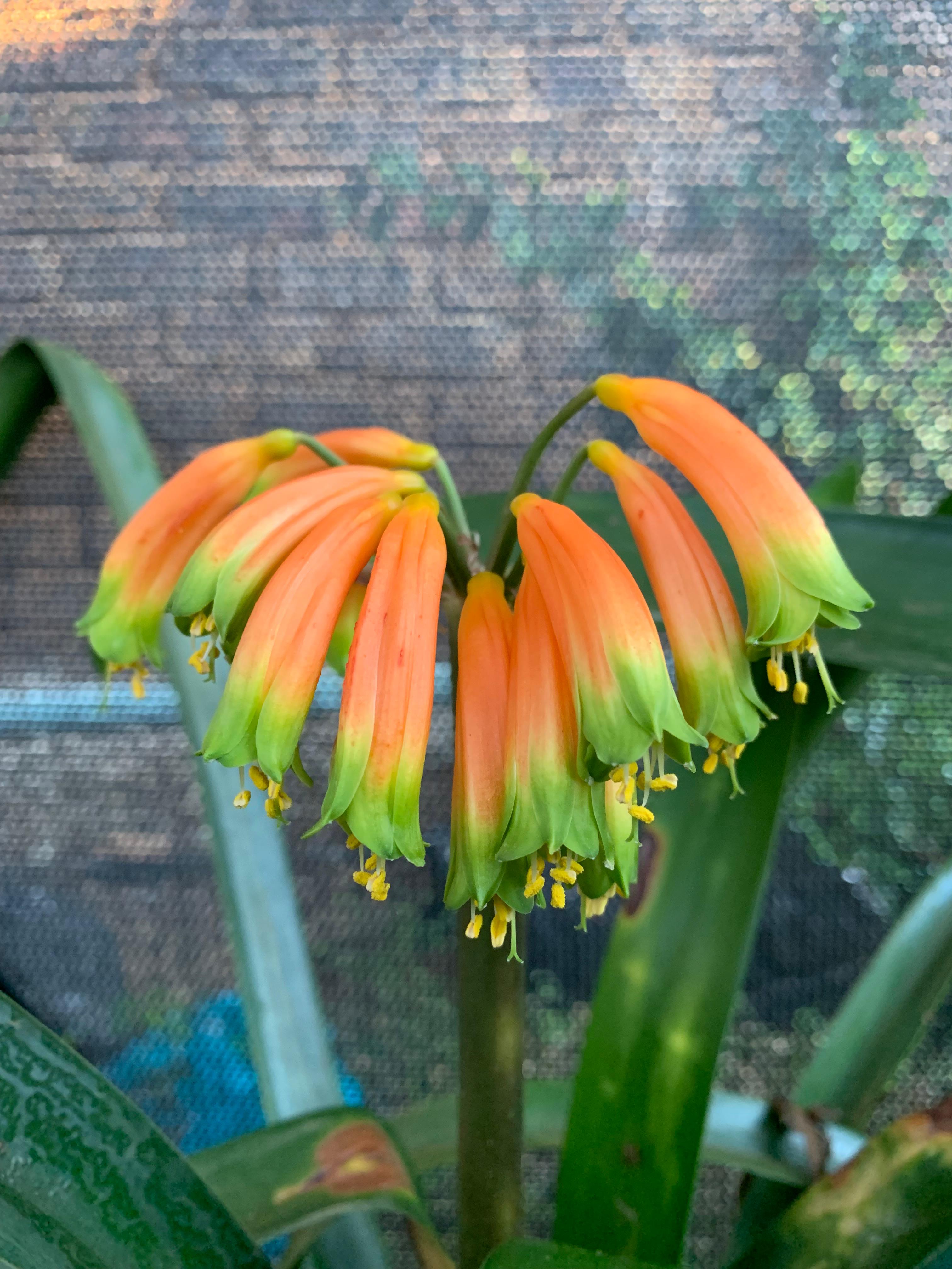 Clivia Gardenii 