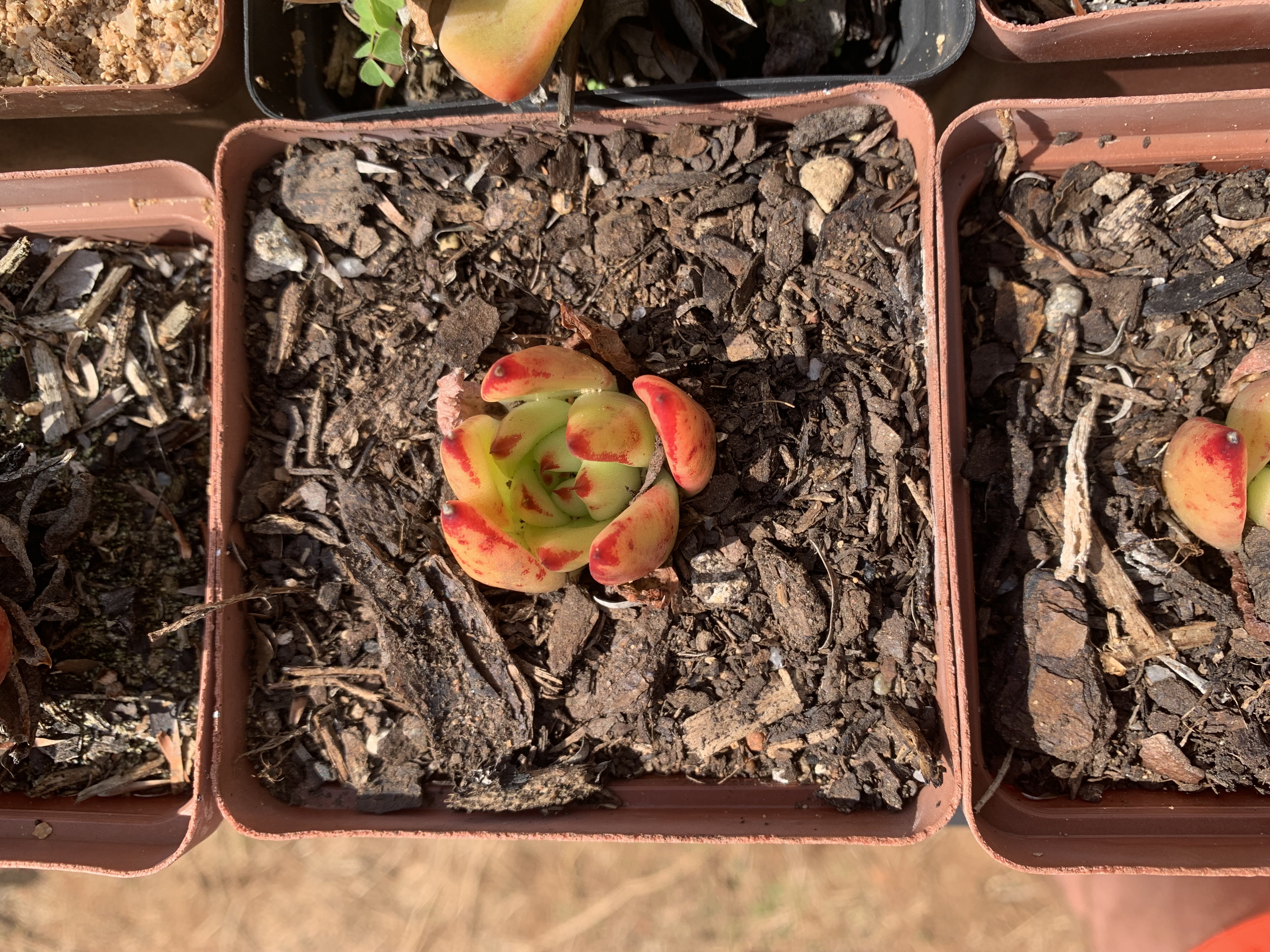 Echevaria agavoides 'Red Lips'
