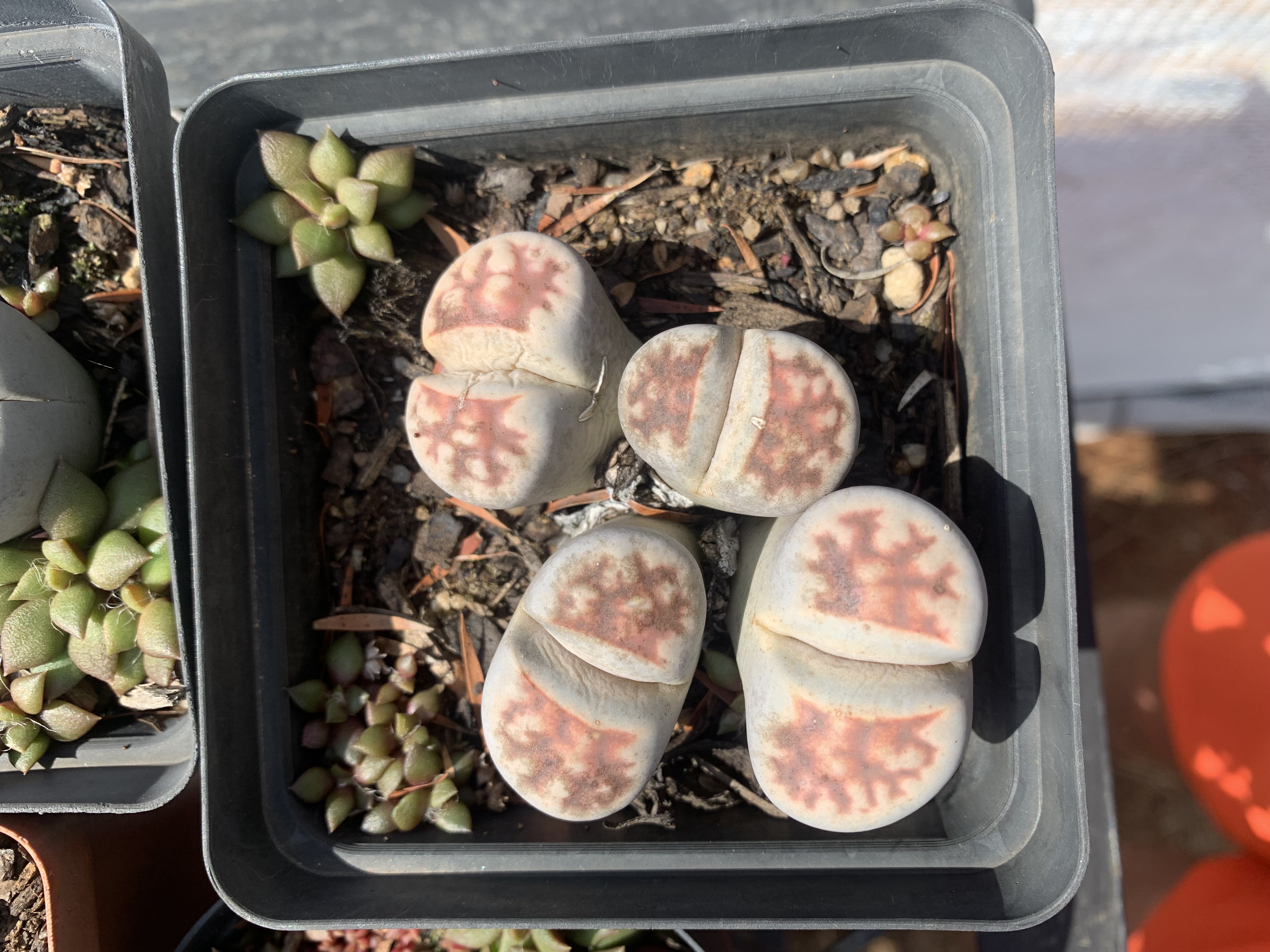 Lithops sp.