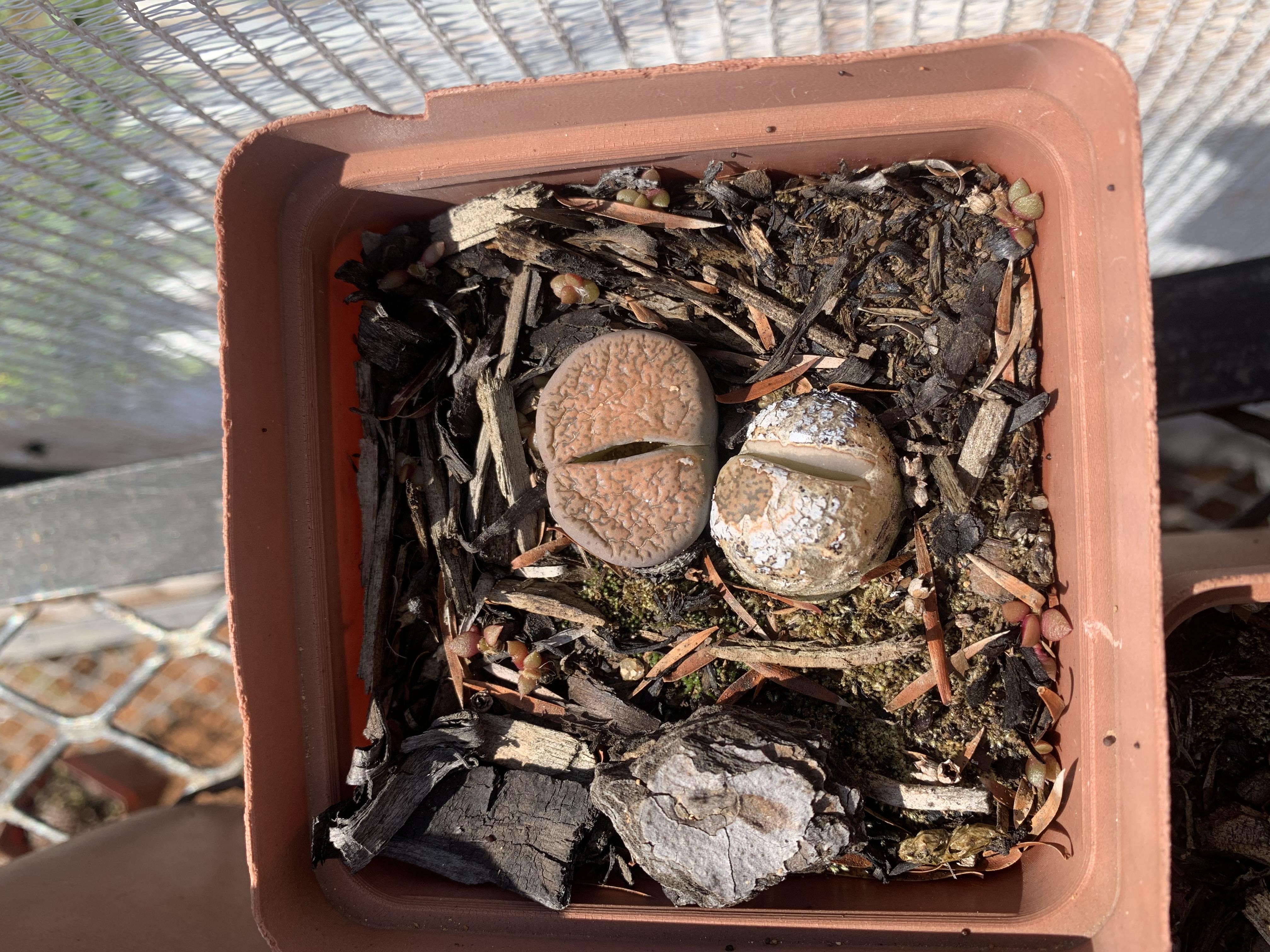Lithops sp.