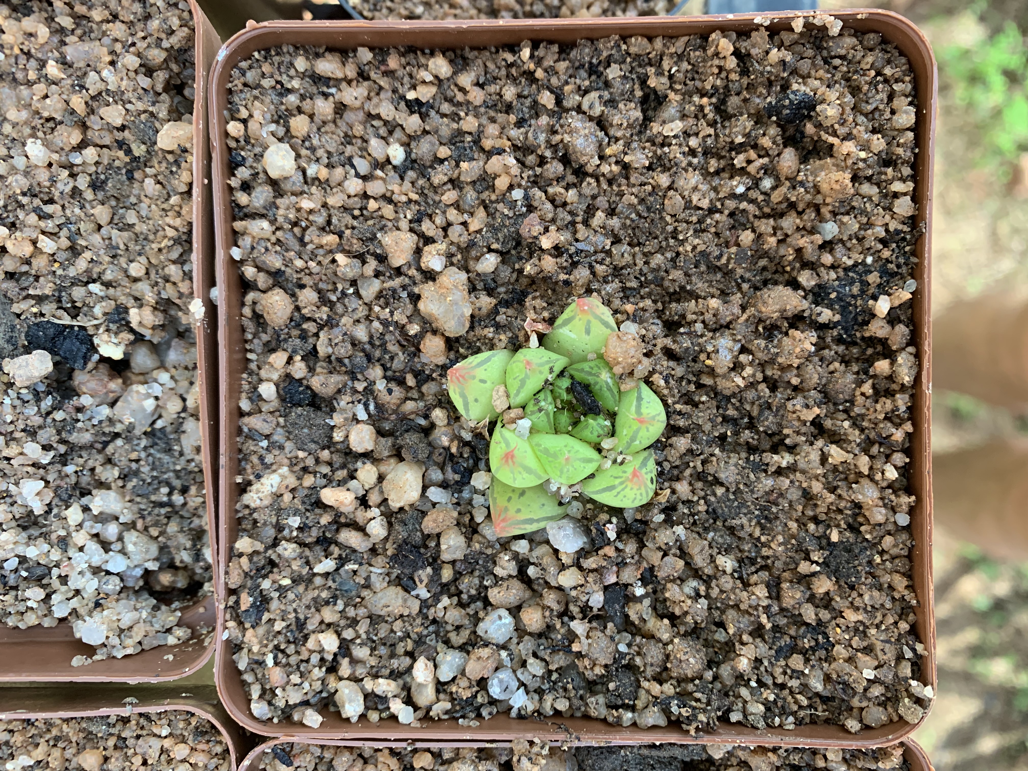 Haworthia Cuspidata sp.