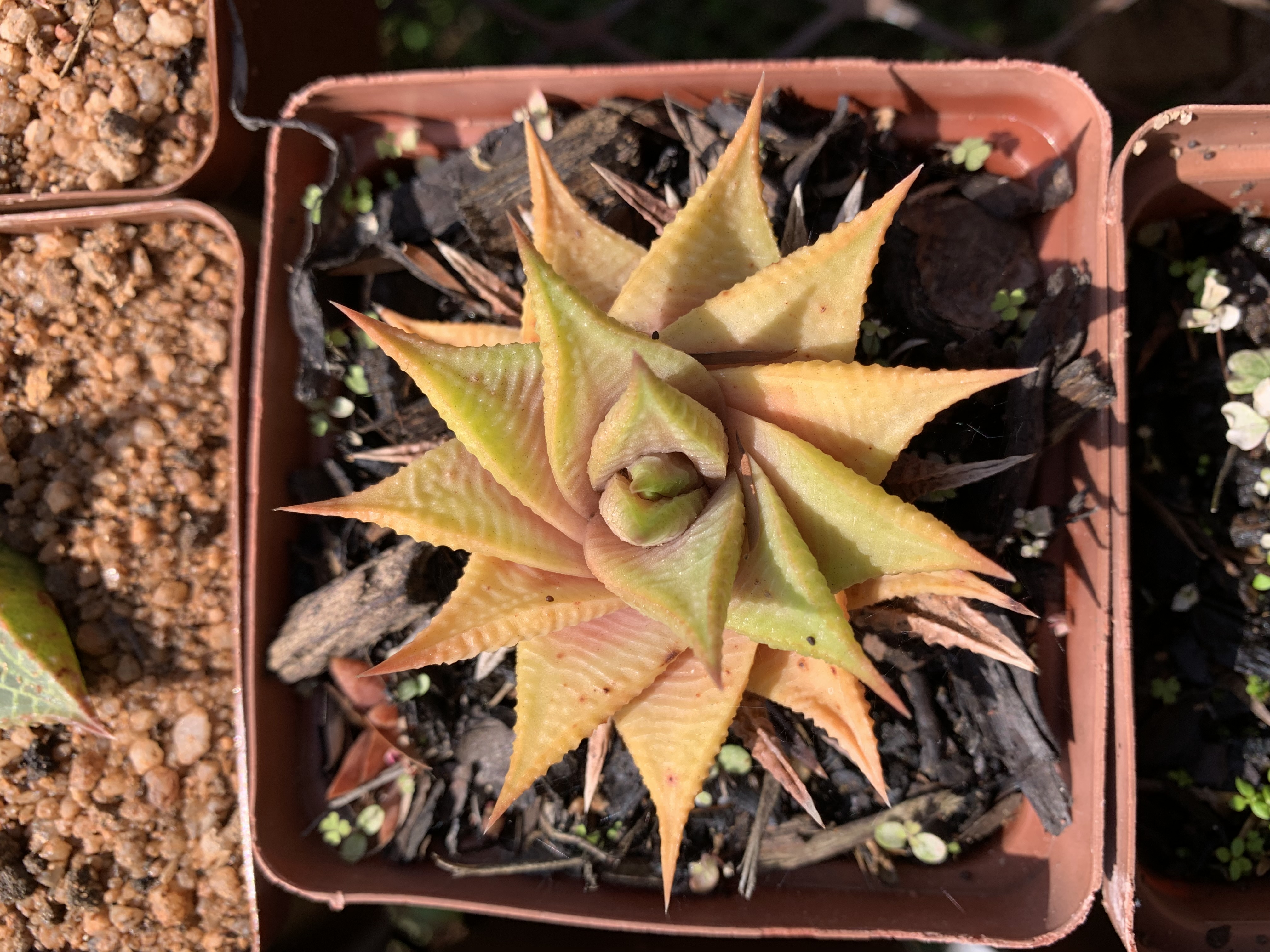 Haworthiopsis limifolia sp.