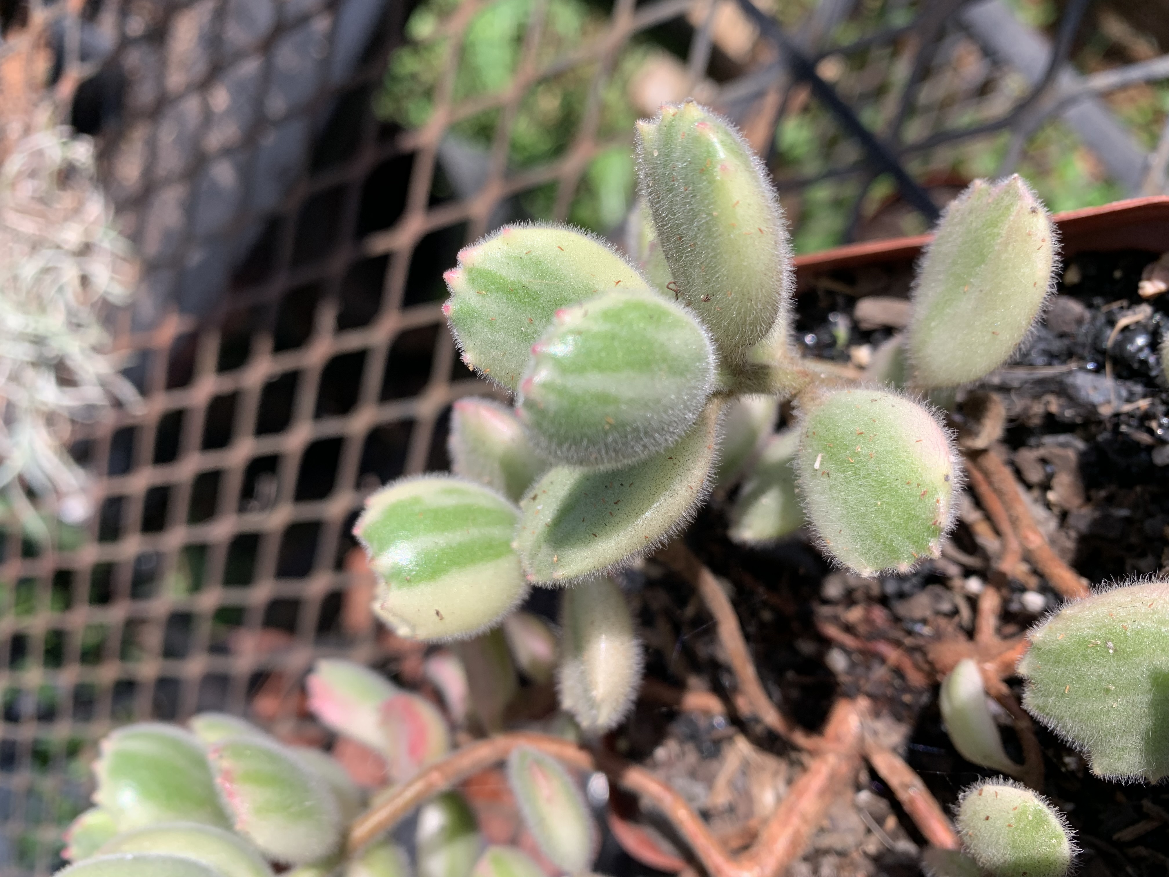 Cotyledon tomentosa ‘Variegated’