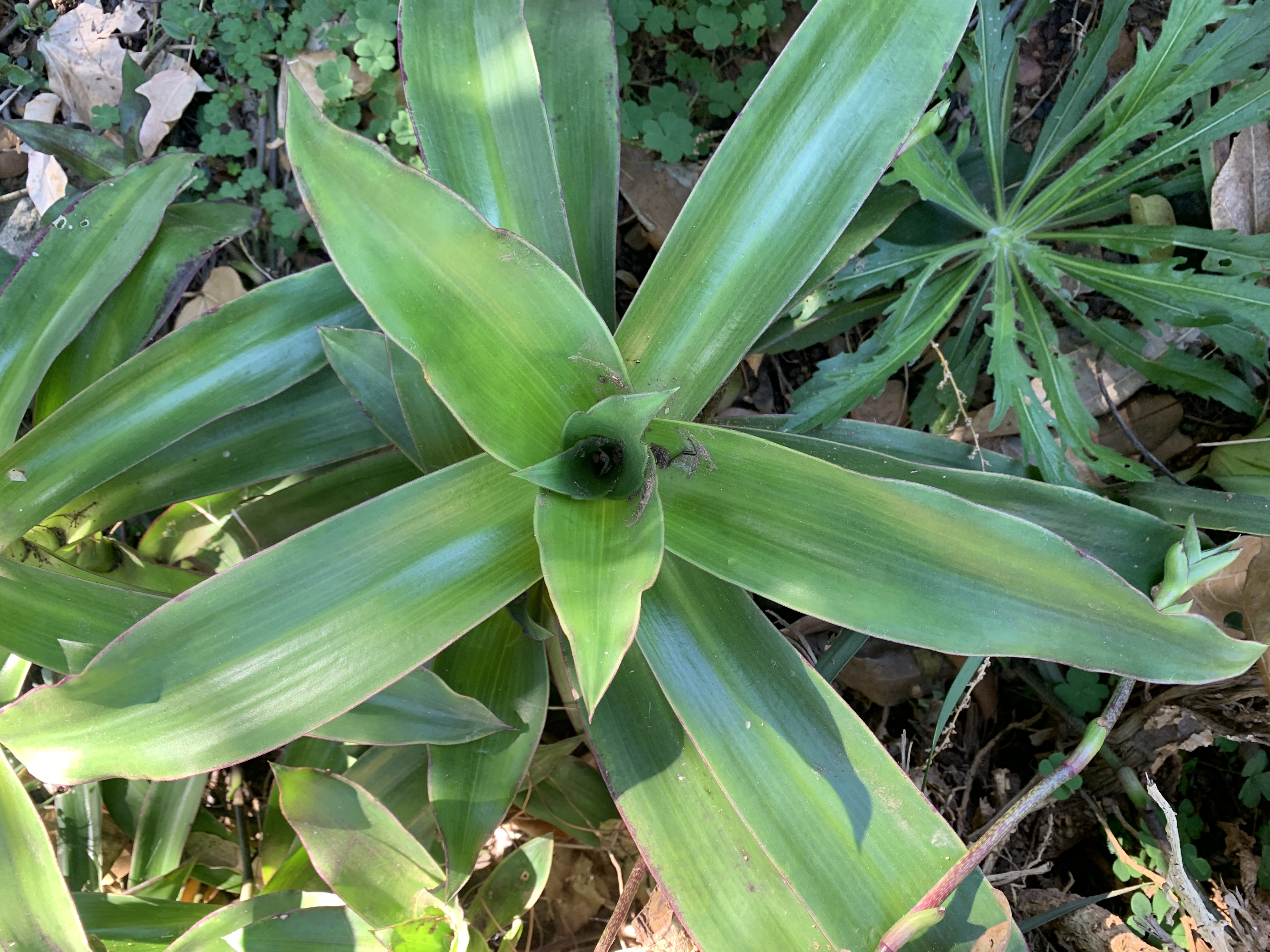 Callisia fragrans