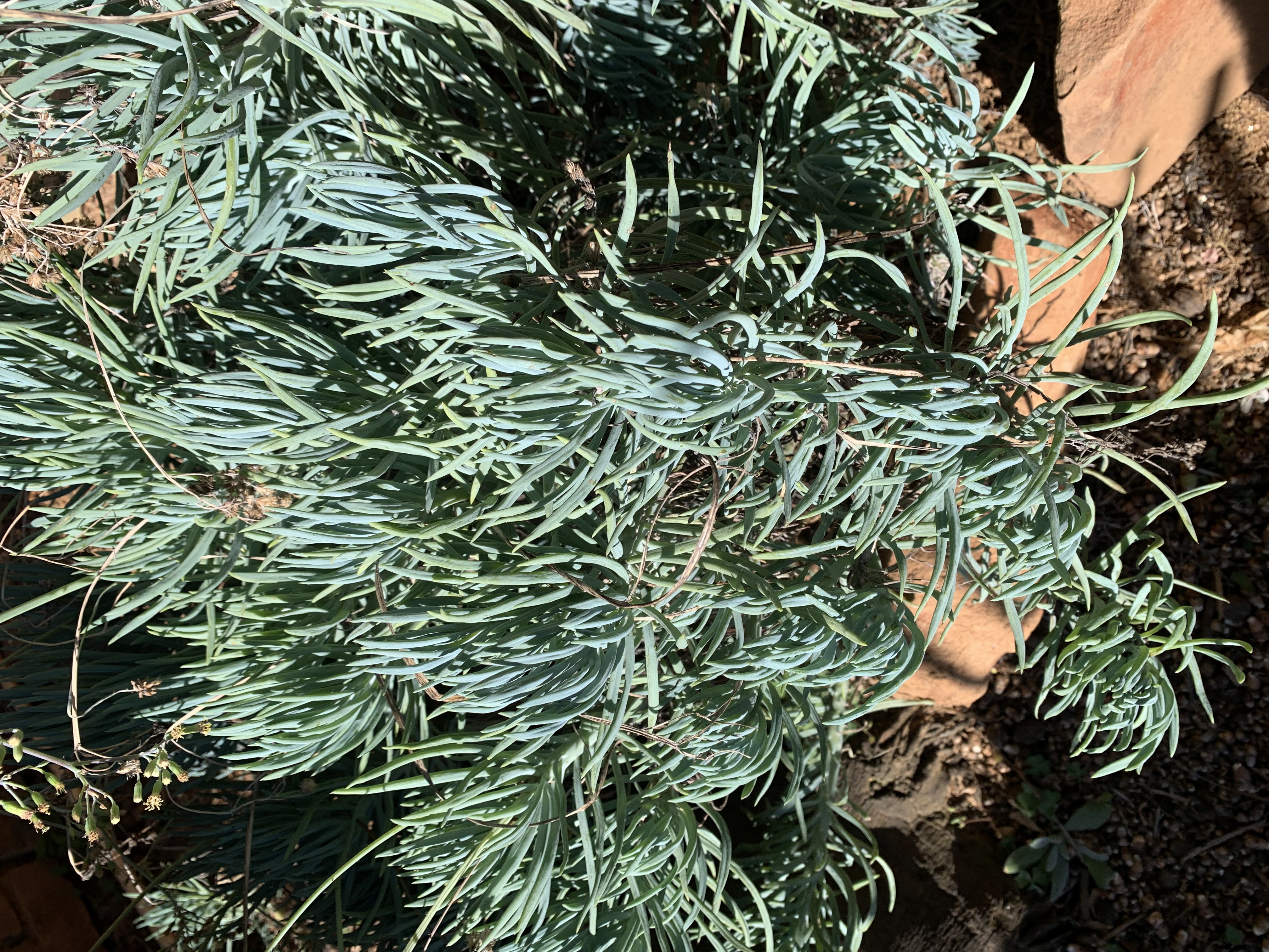 Senecio mandraliscae “Blue Finger”