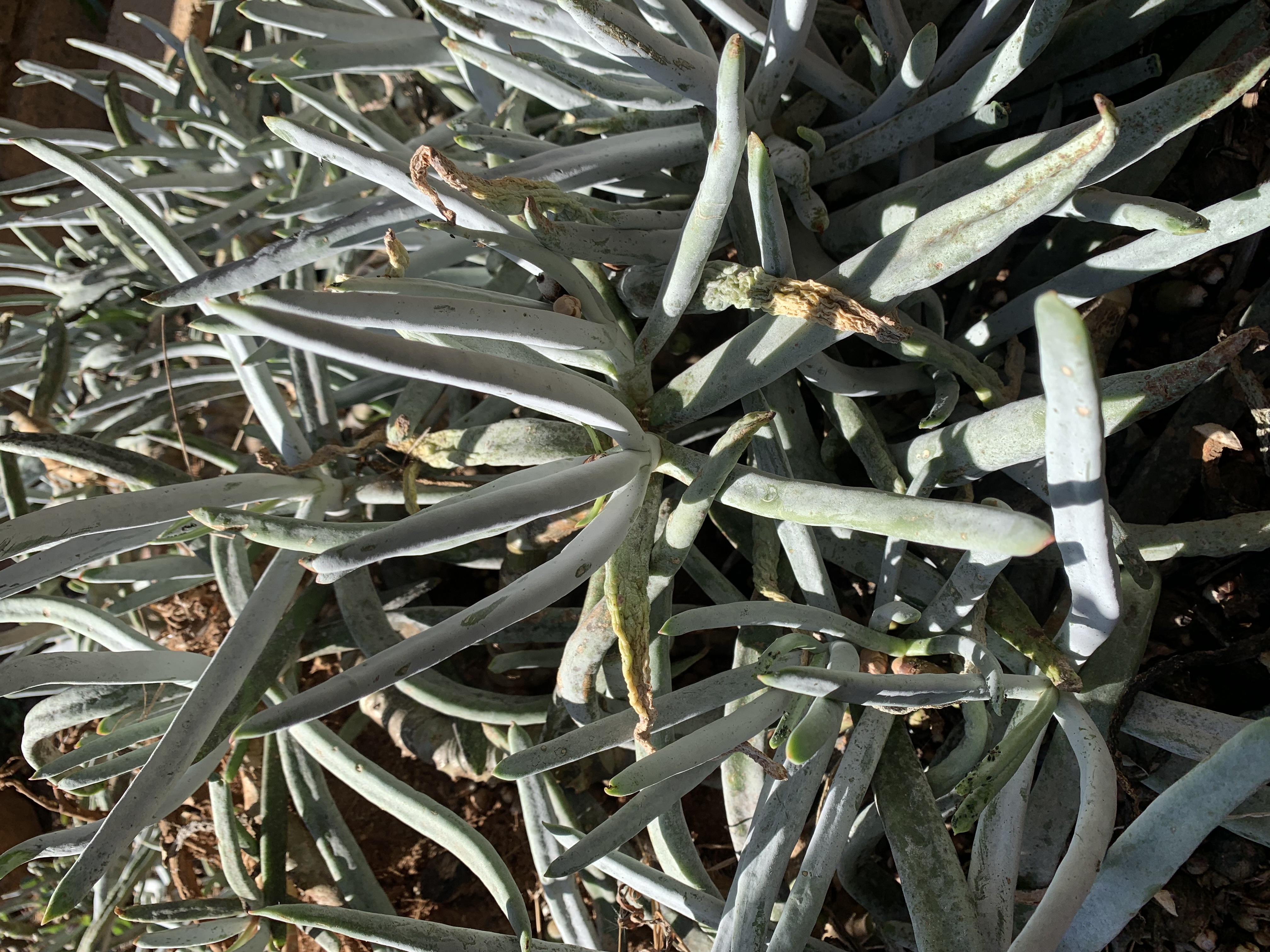 Cotyledon orbiculata var. oblonga