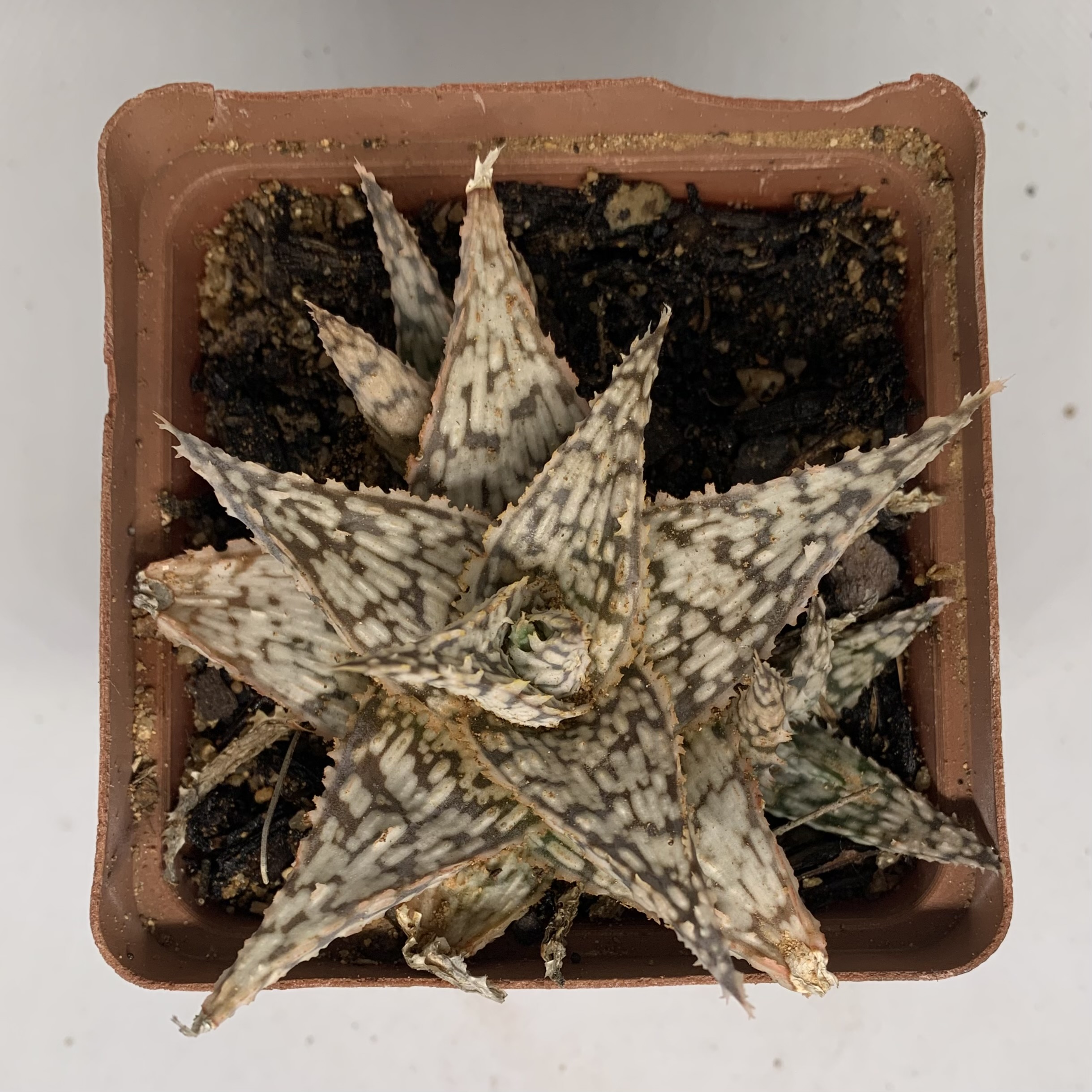 Aloe 'Chunky Silver'