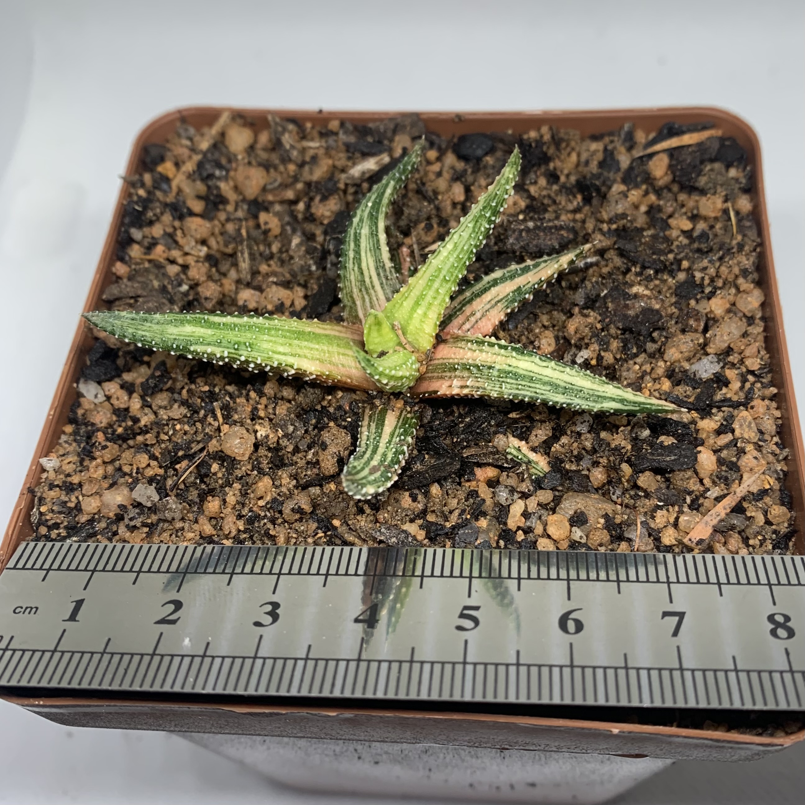 Haworthiopsis attenuata f. tanba variegated