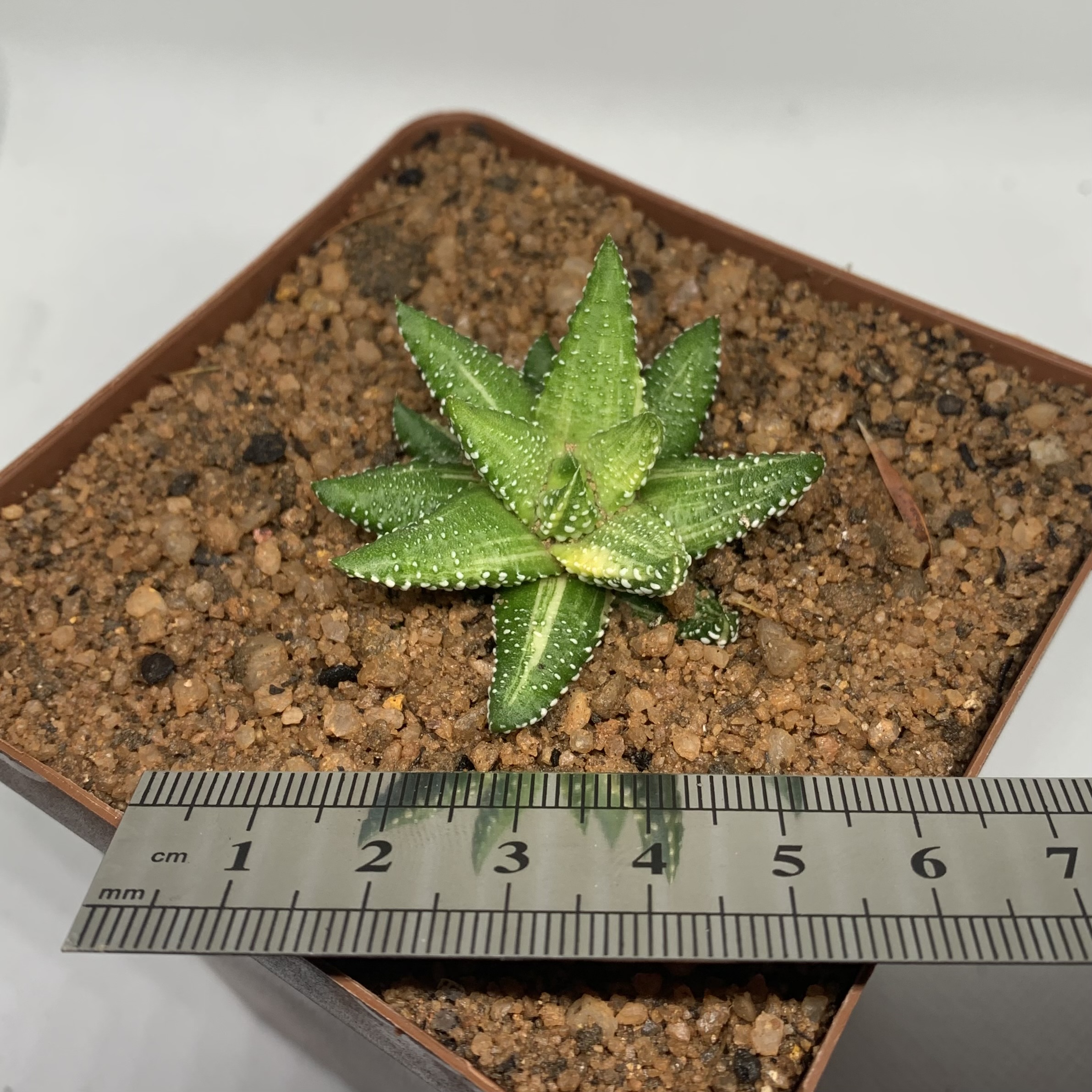 Haworthiopsis attenuata f. tanba variegated