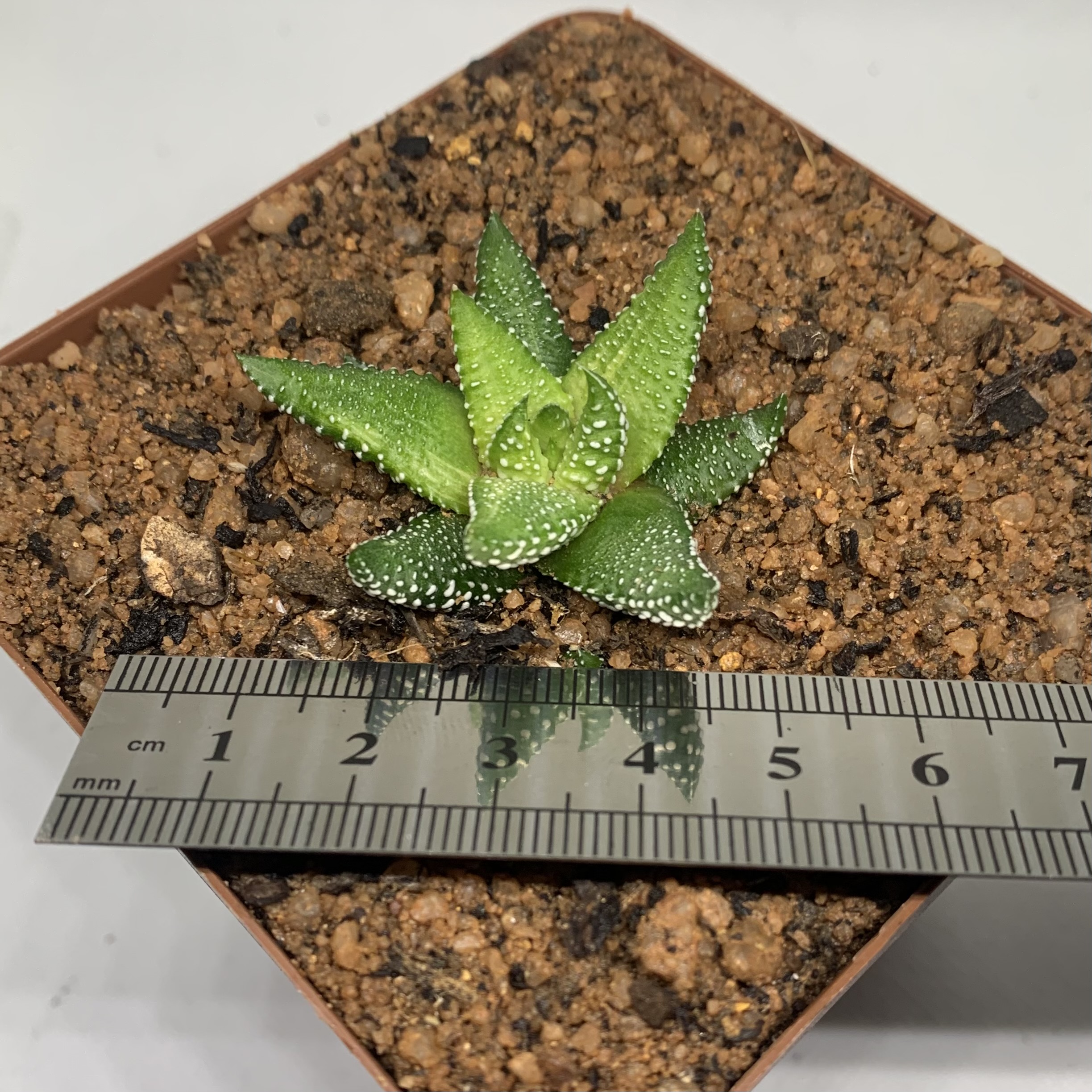 Haworthiopsis attenuata f. tanba variegated