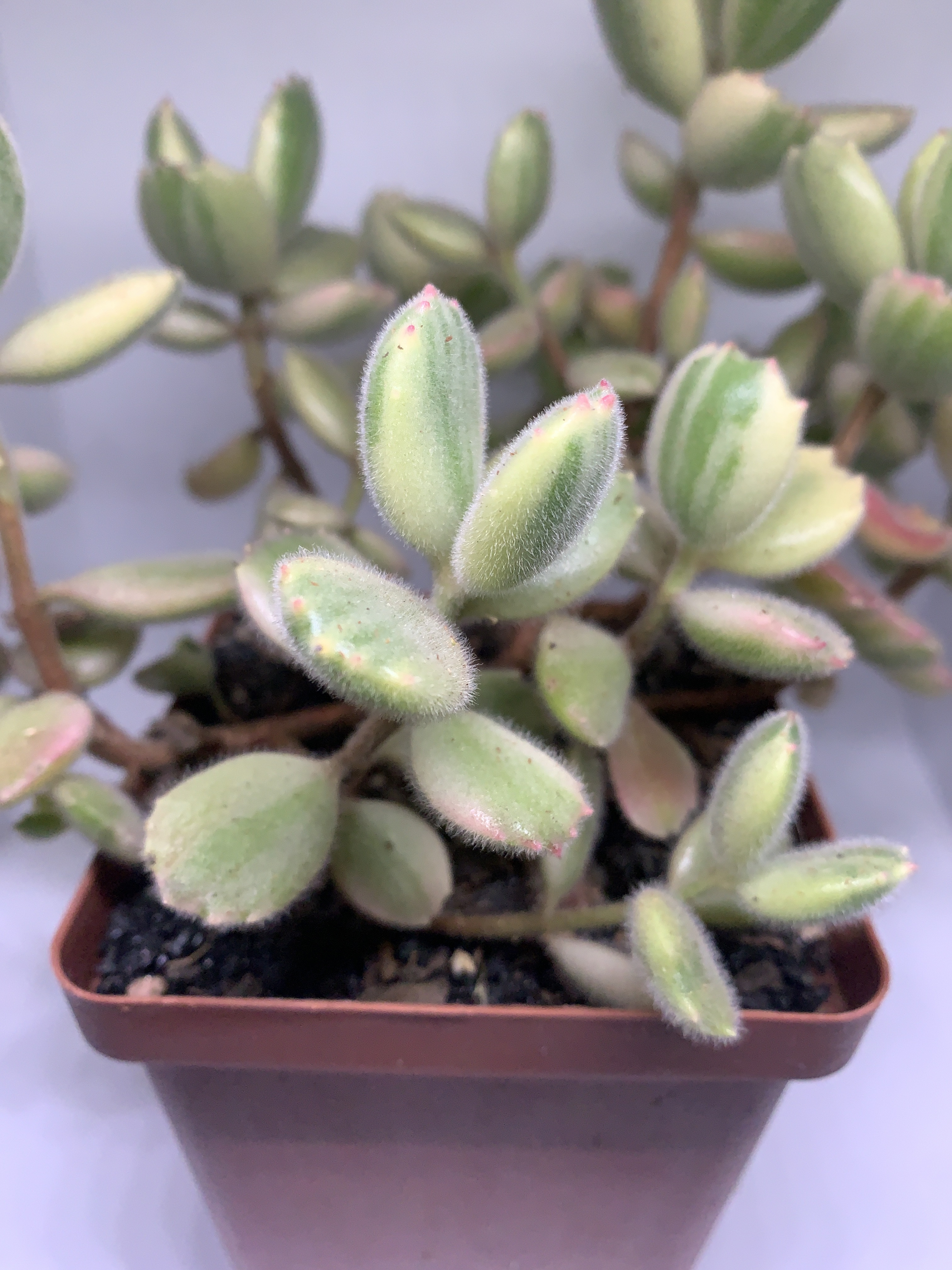 Cotyledon tomentosa ‘Variegated’