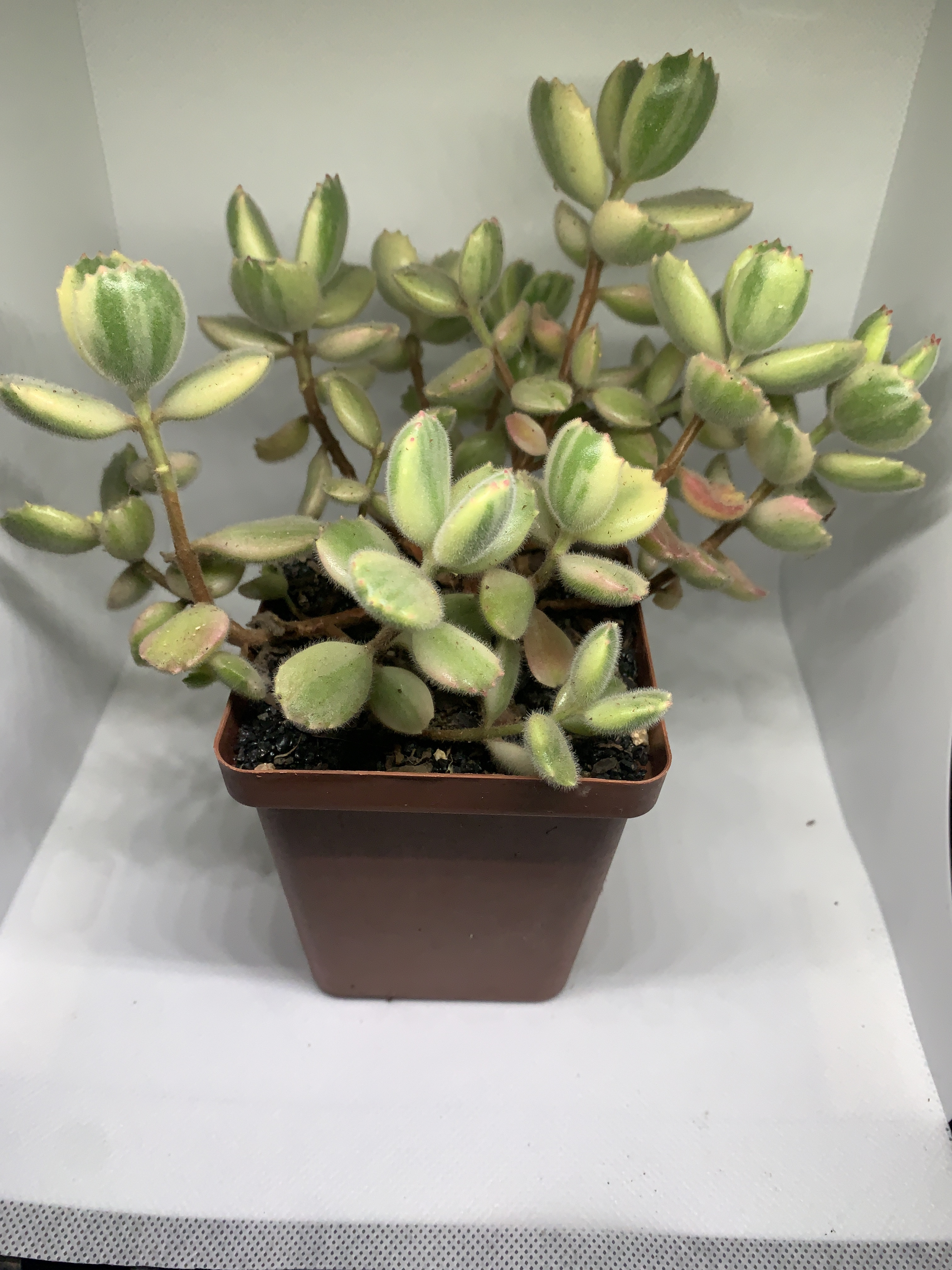 Cotyledon tomentosa ‘Variegated’